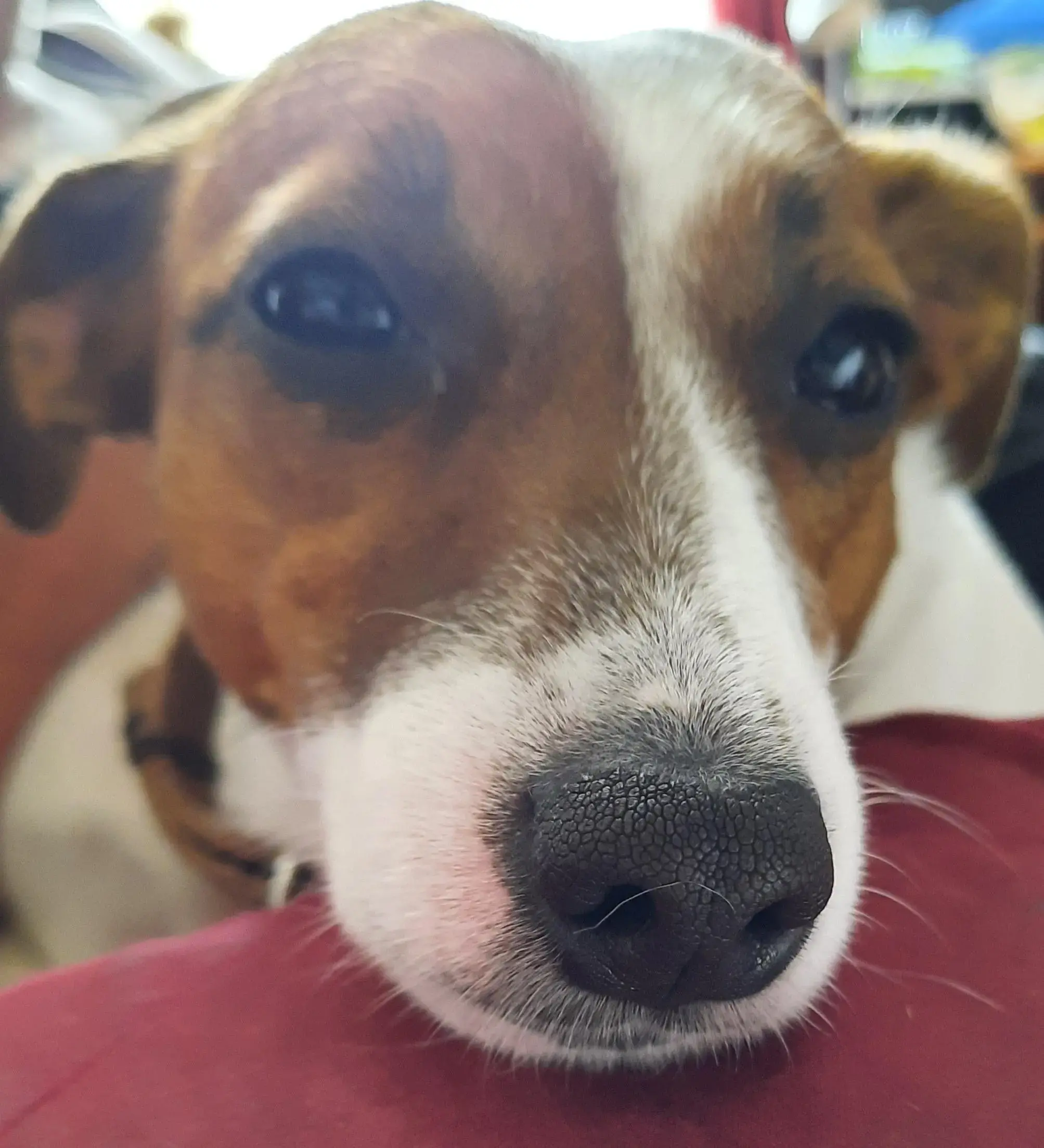 Jack Russell Terrier