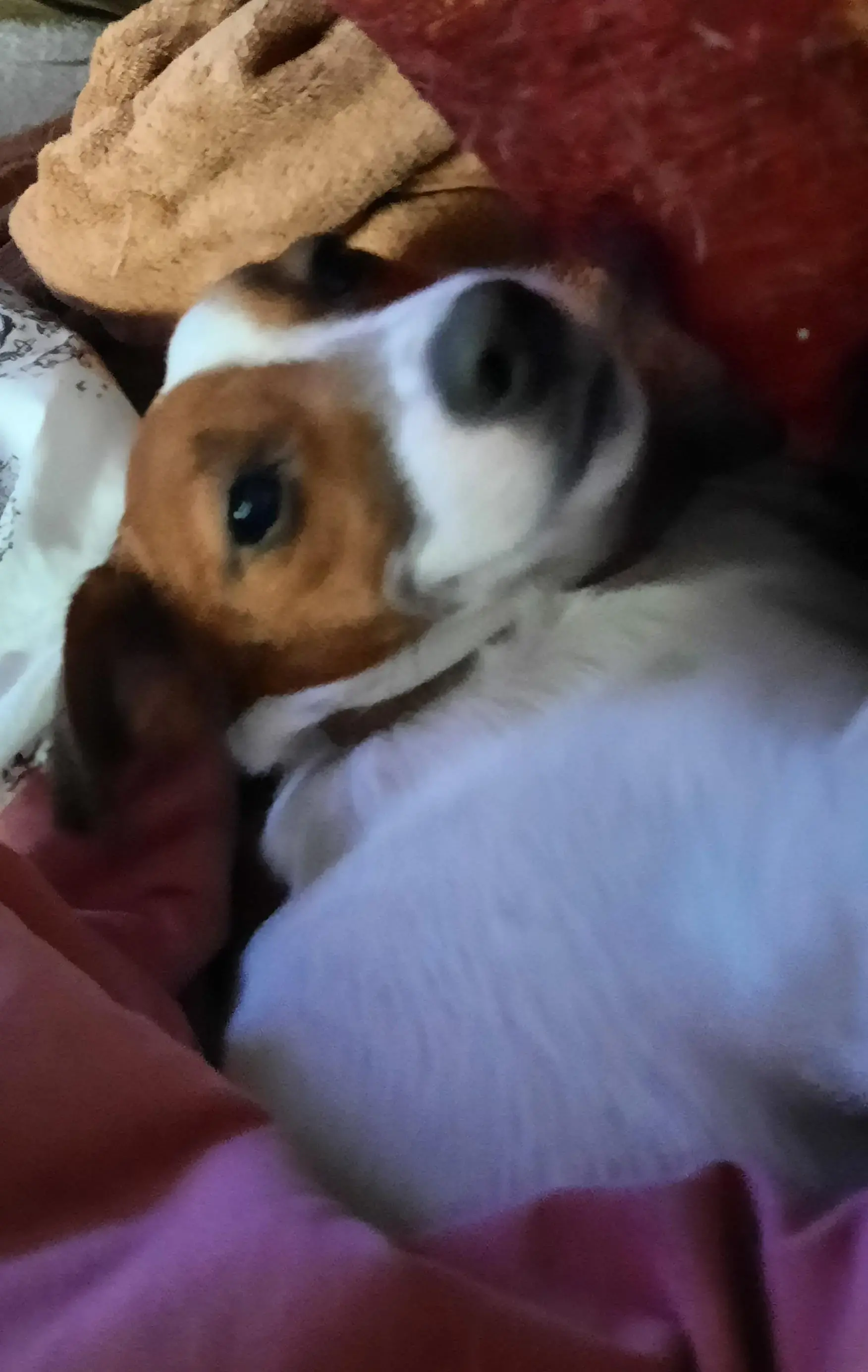 Jack Russell Terrier