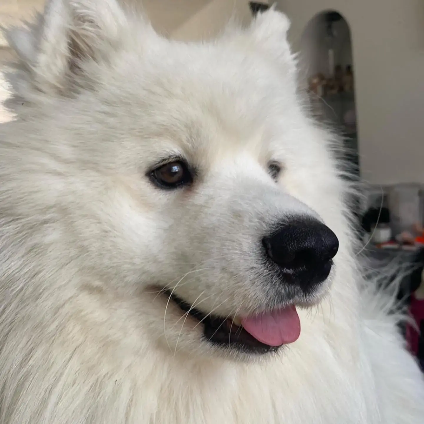Samoyed
