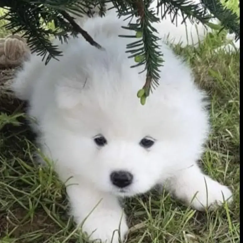 Samoyed