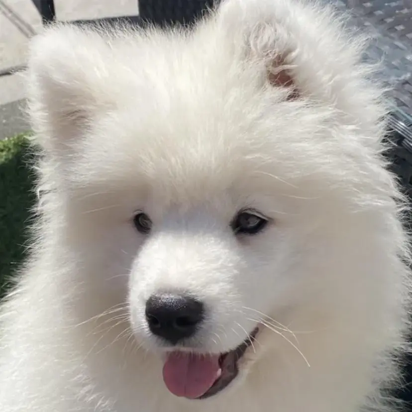 Samoyed