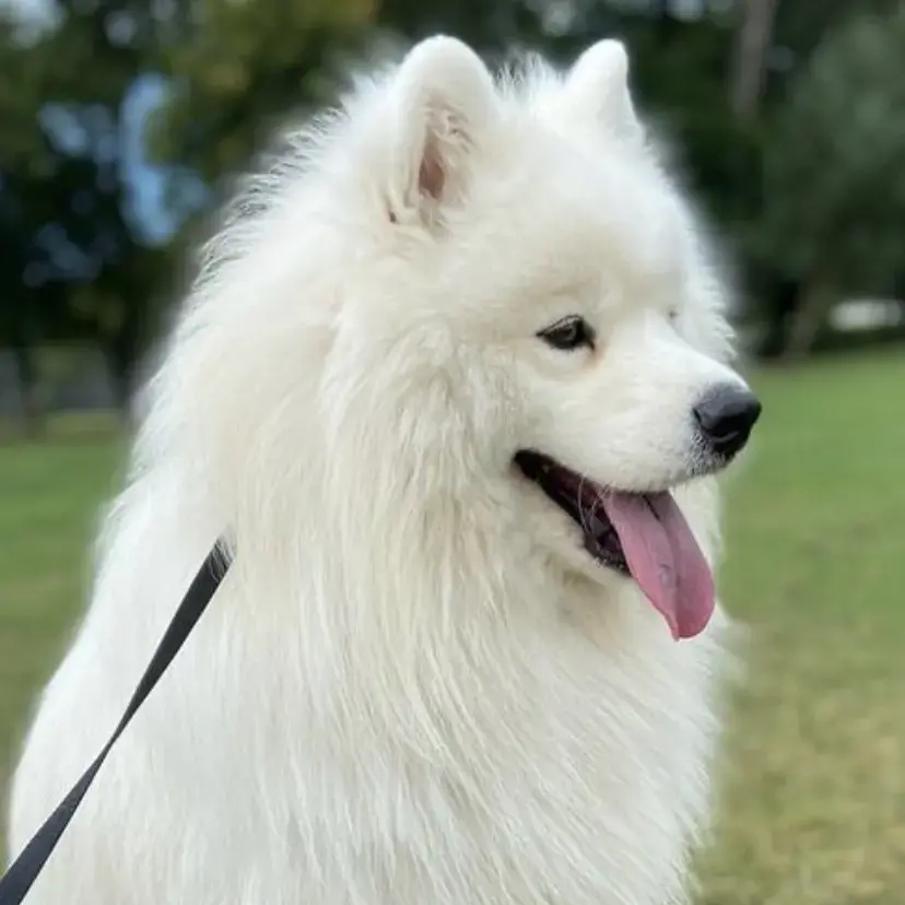 Samoyed