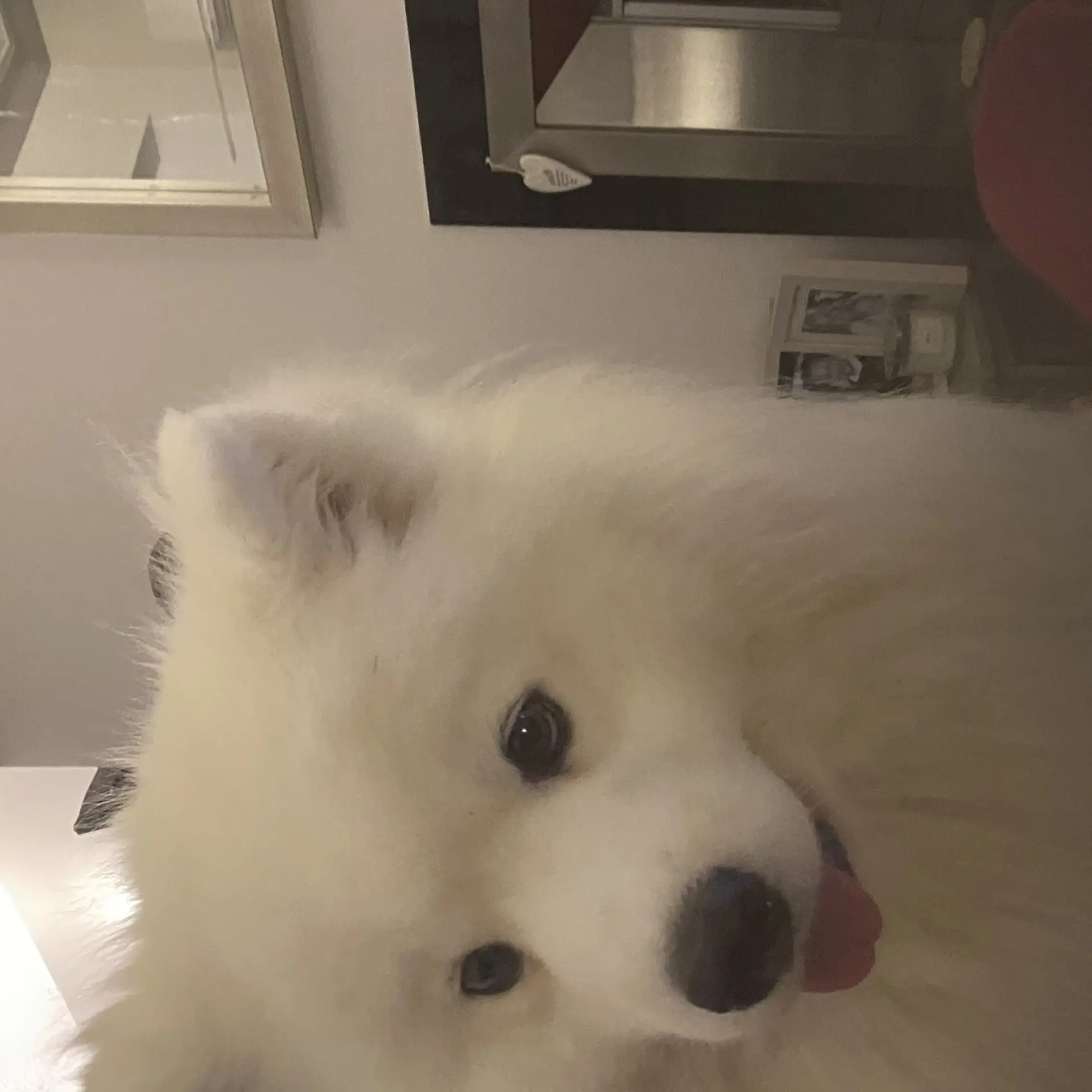 Samoyed