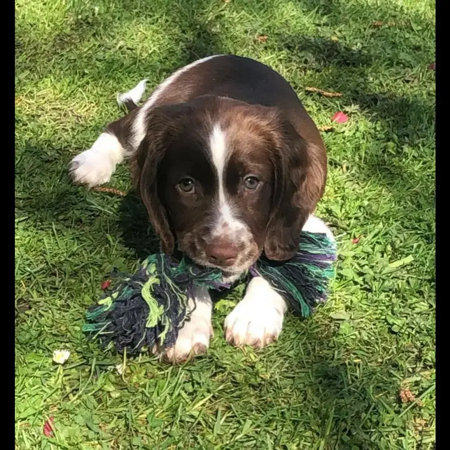 English Springer Spaniel