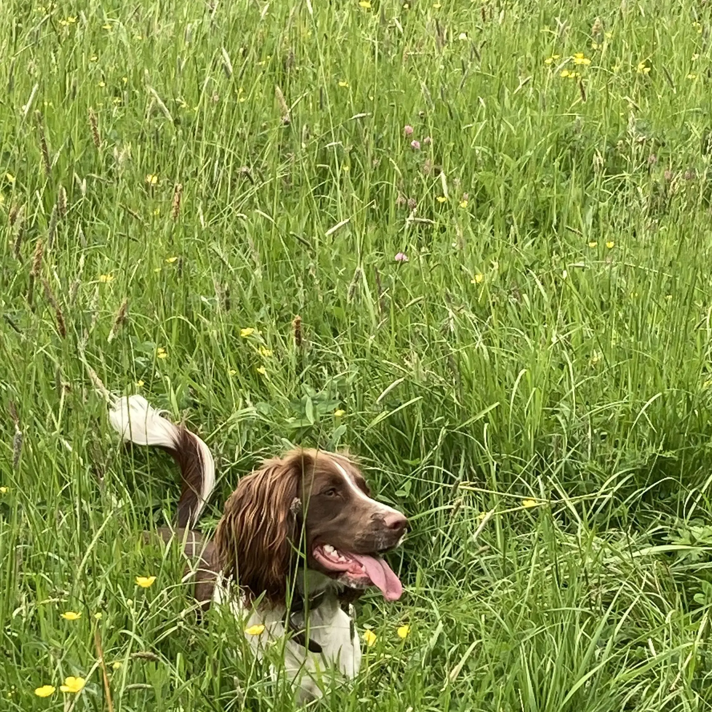 English Springer Spaniel