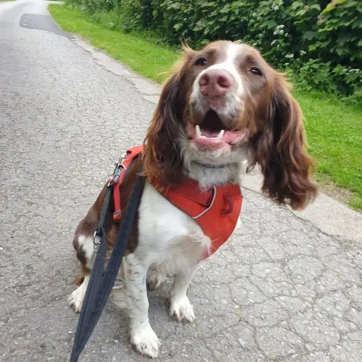 English Springer Spaniel