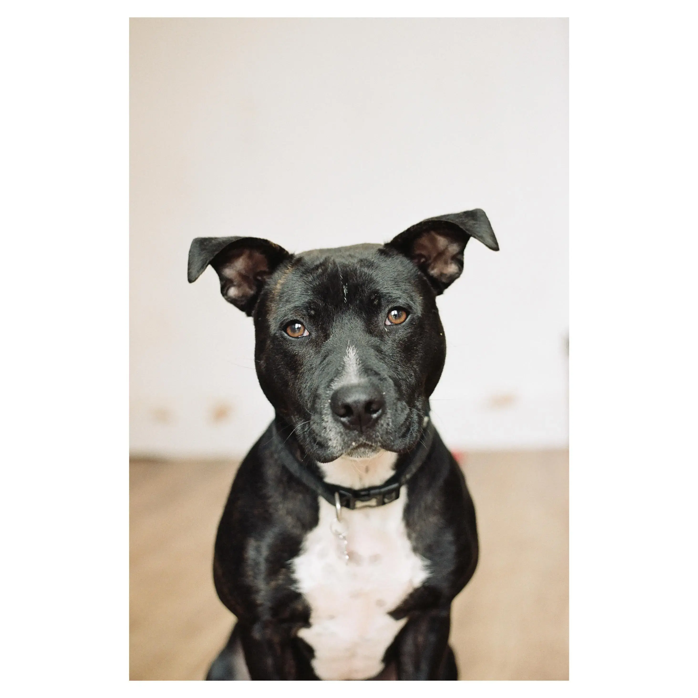 Staffordshire Bull Terrier