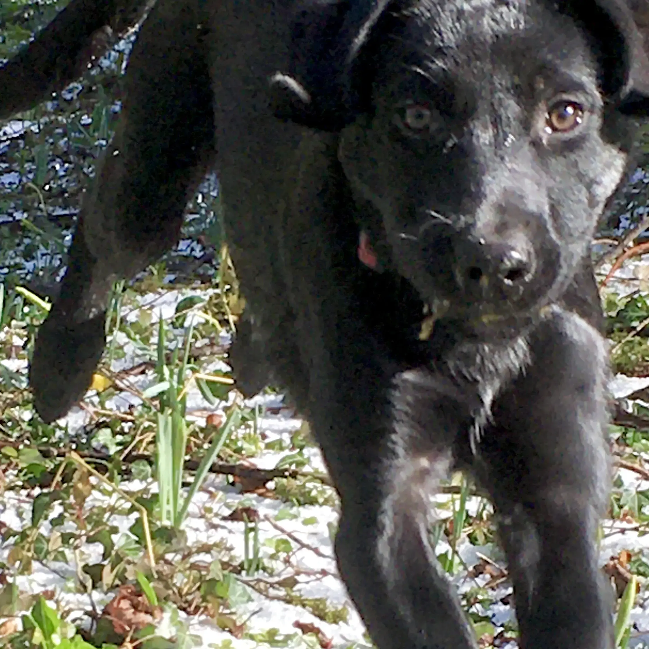 Labrador Retriever