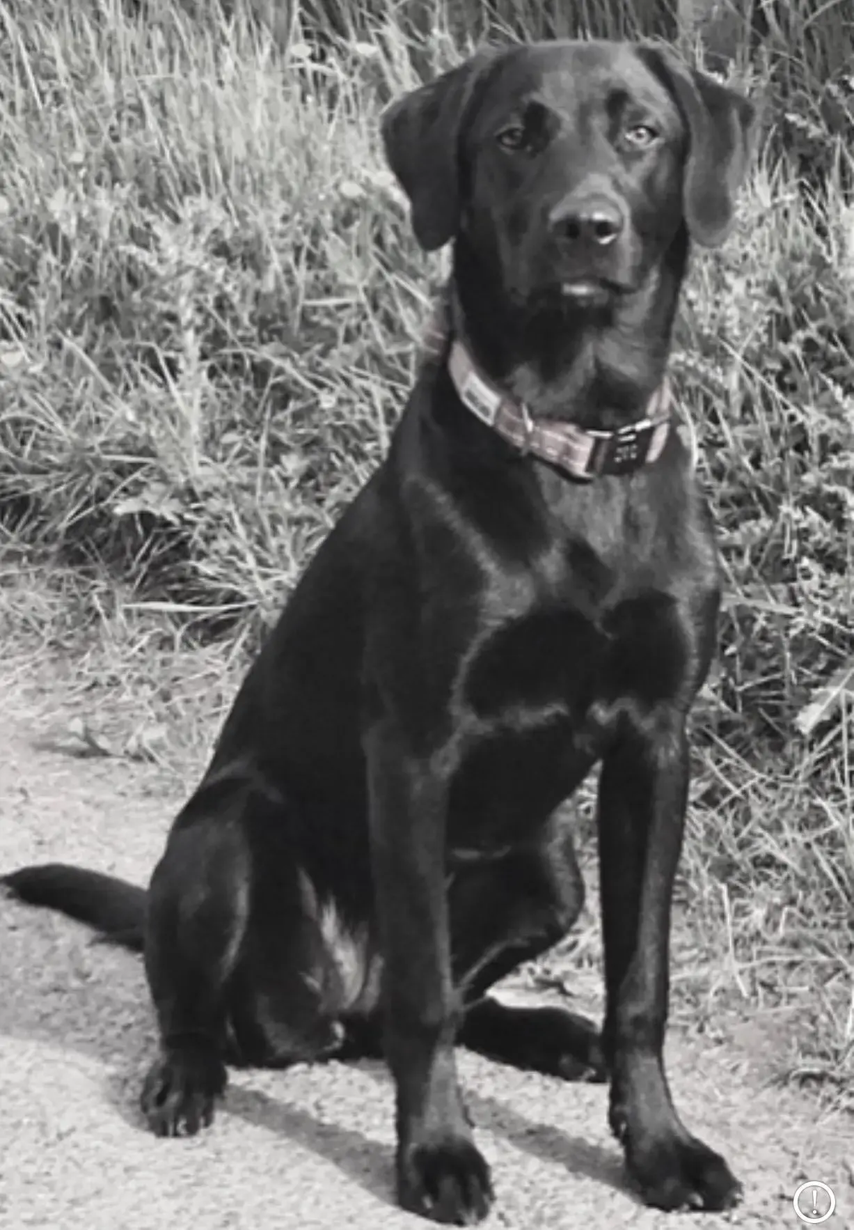 Labrador Retriever