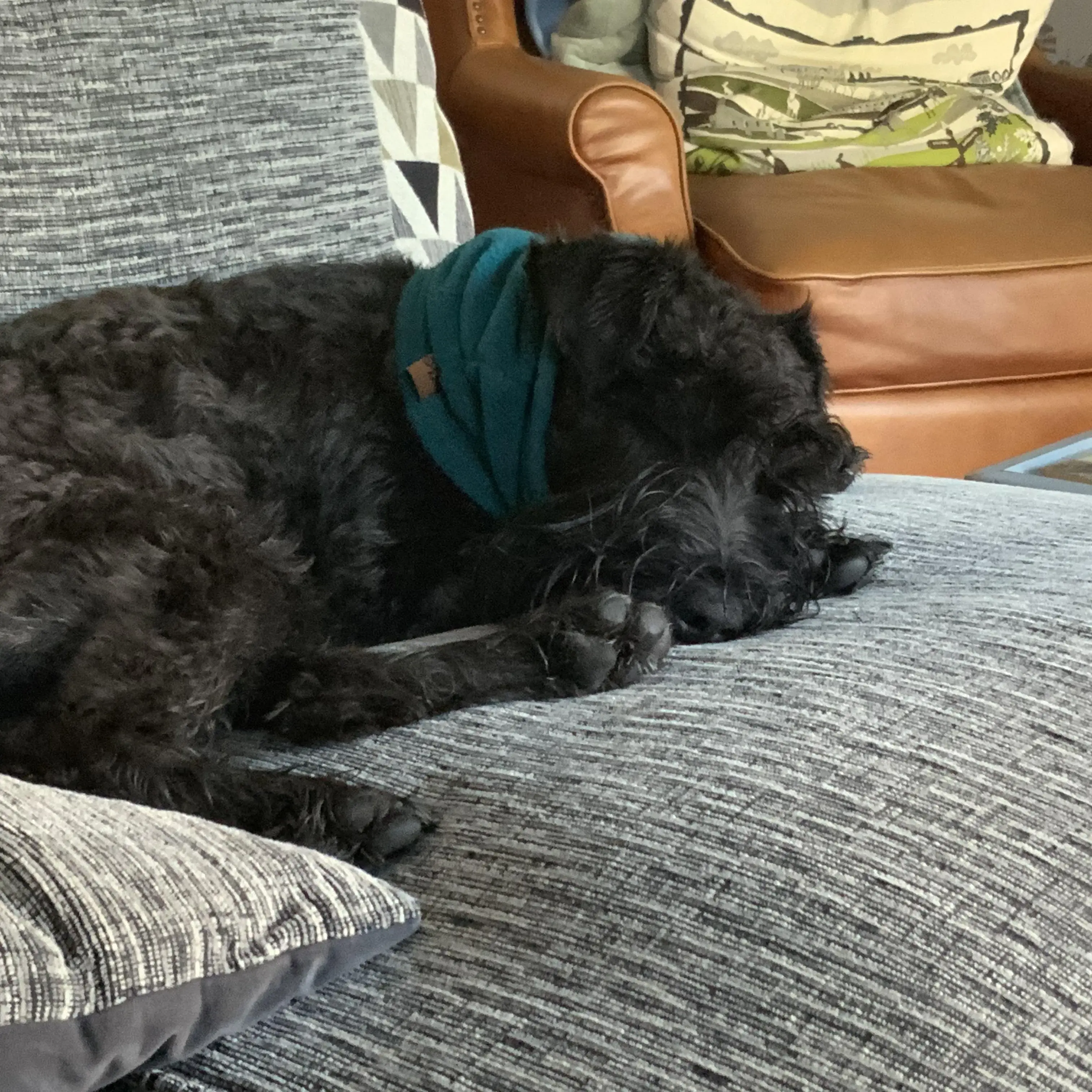 Schnauzer (Miniature)