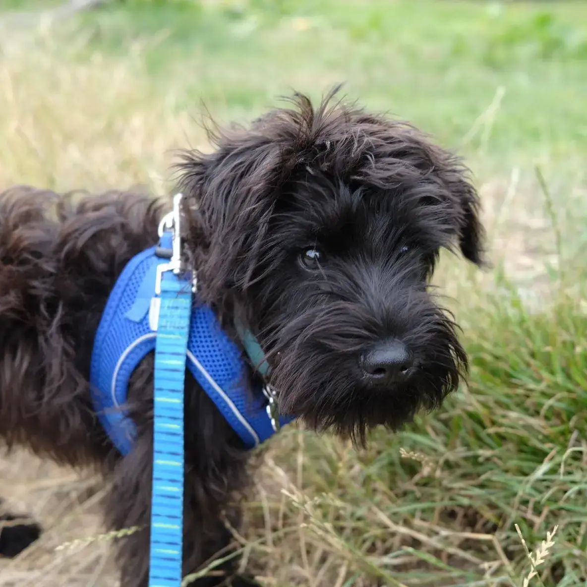 Schnauzer (Miniature)