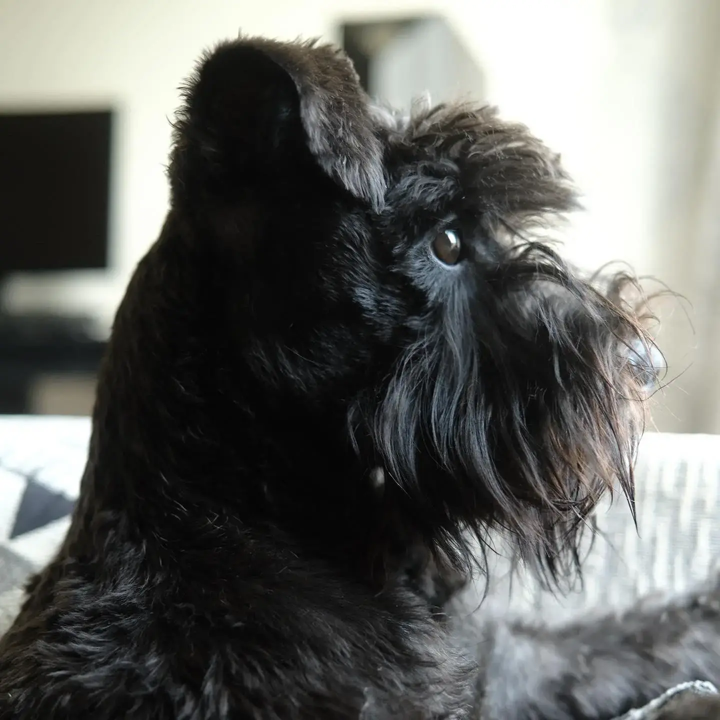 Schnauzer (Miniature)