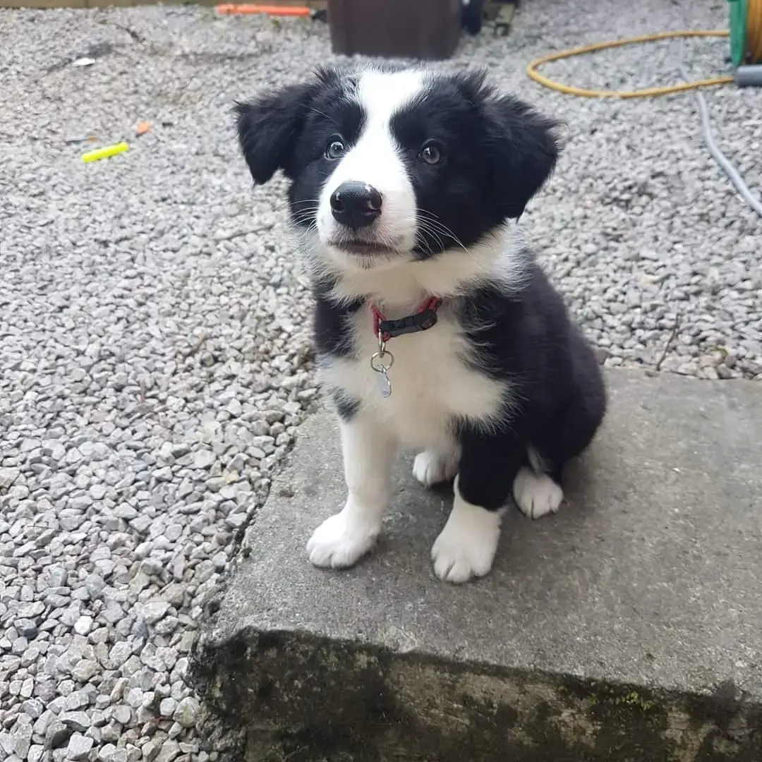 Border Collie