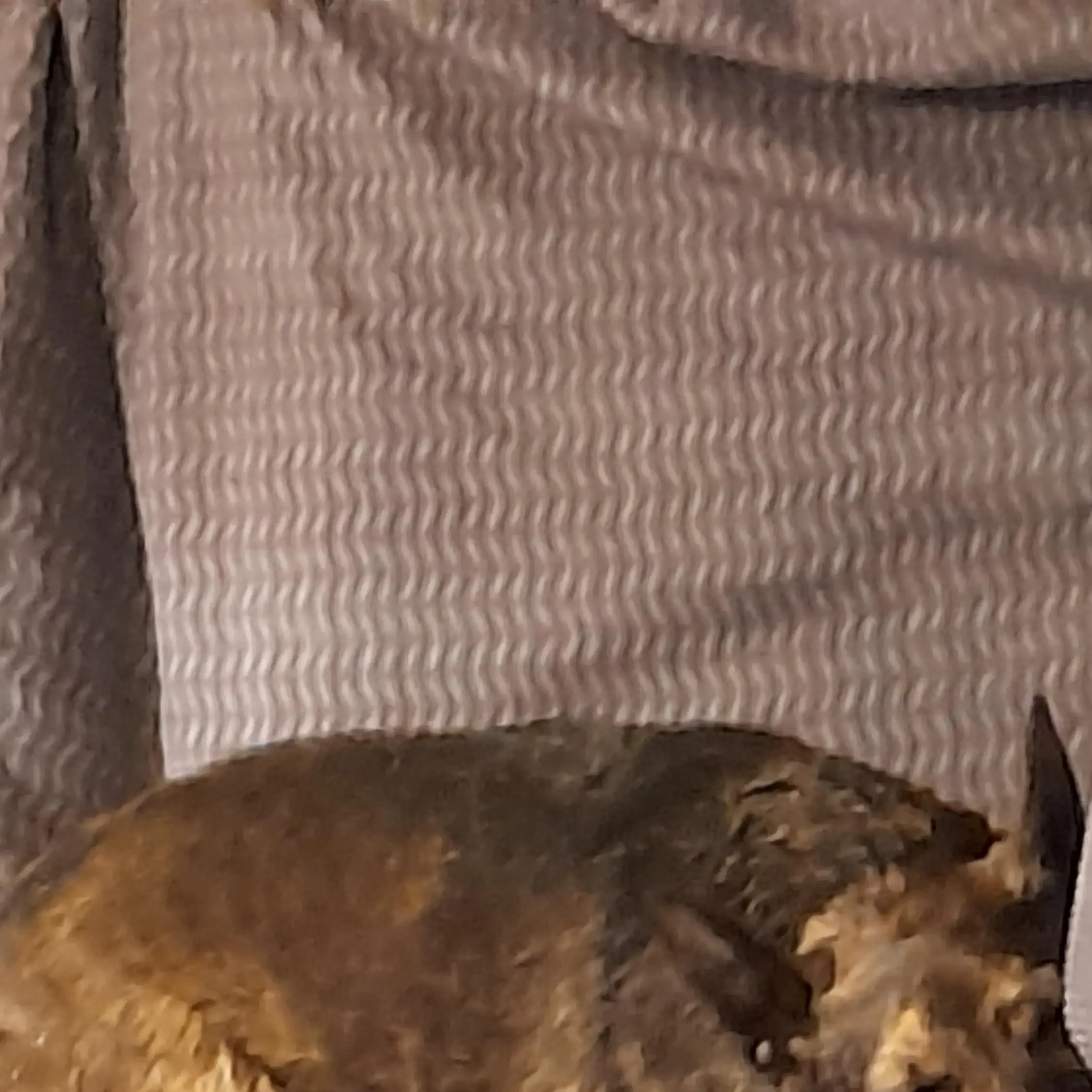 Jack Russell Terrier