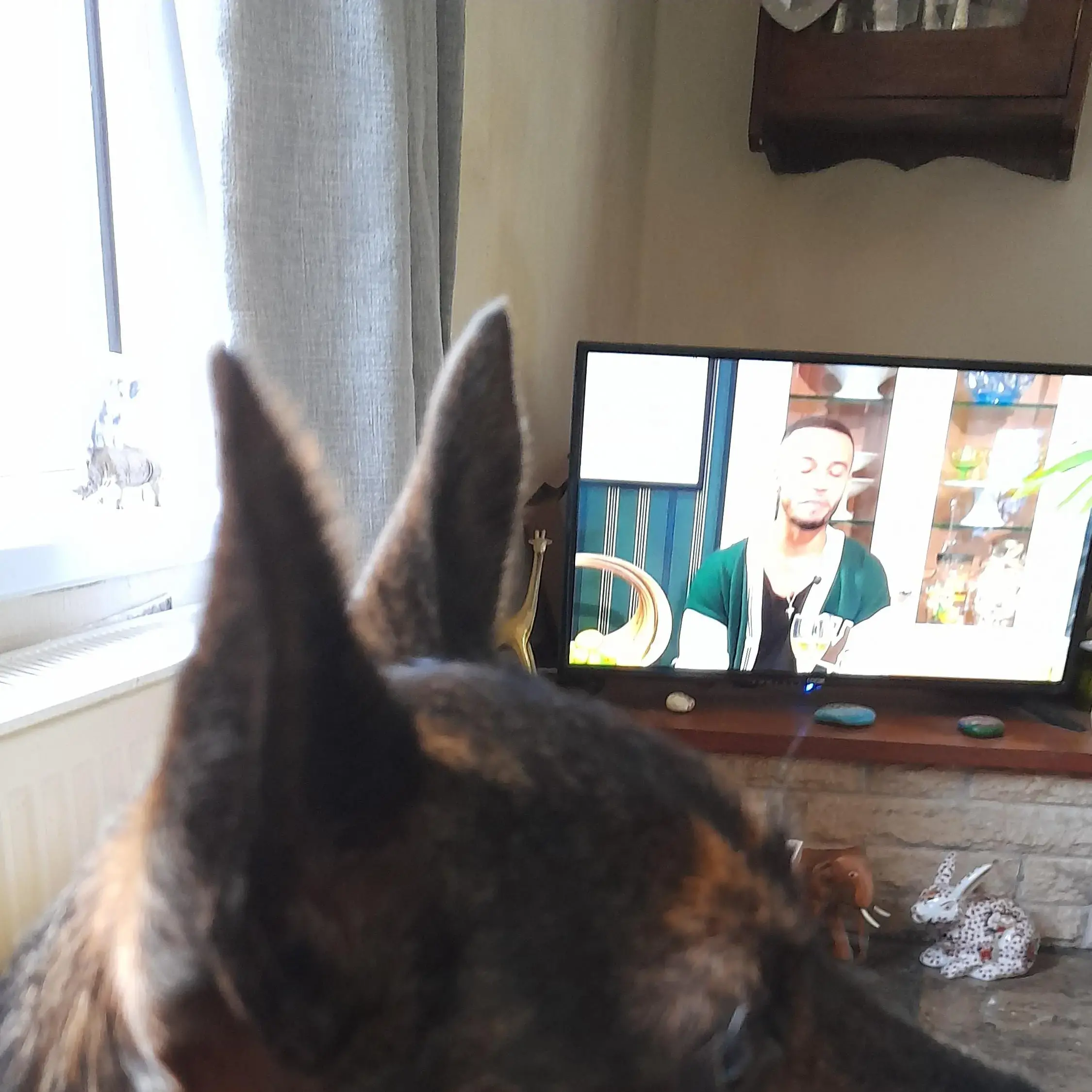 Jack Russell Terrier