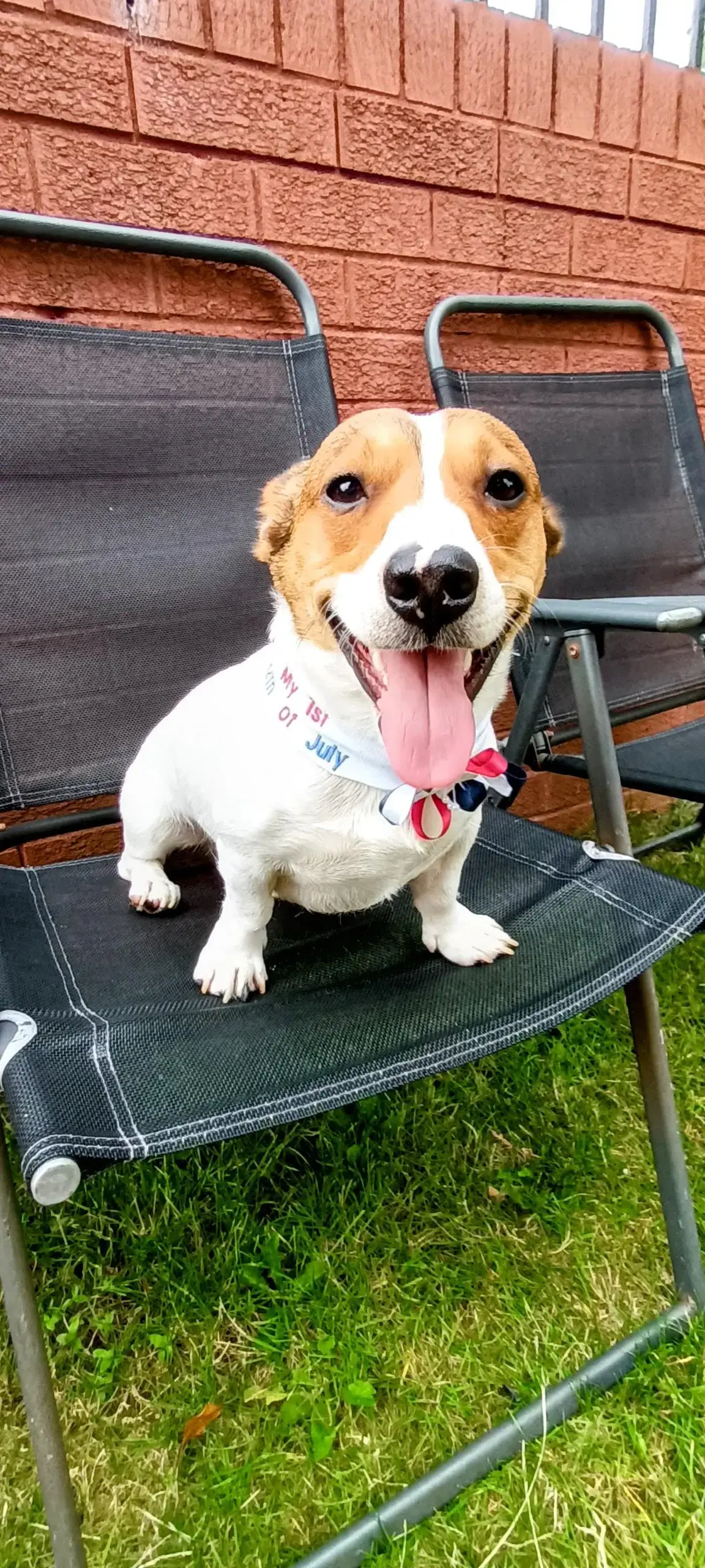 Jack Russell Terrier