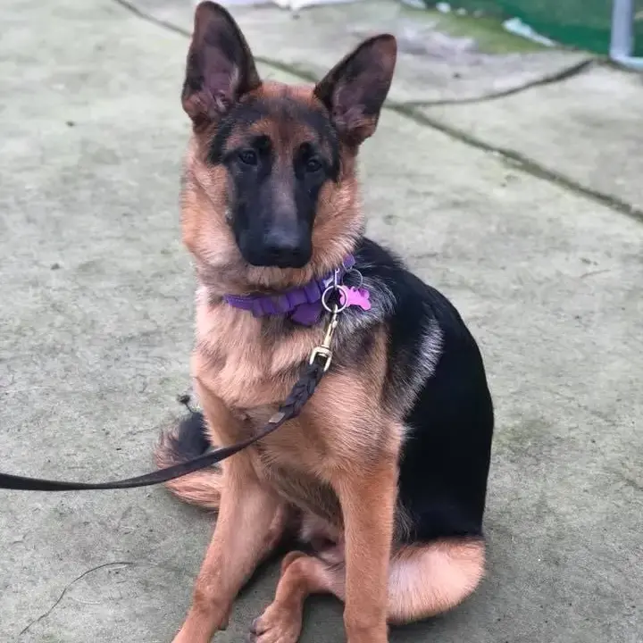 German Shepherd Dog