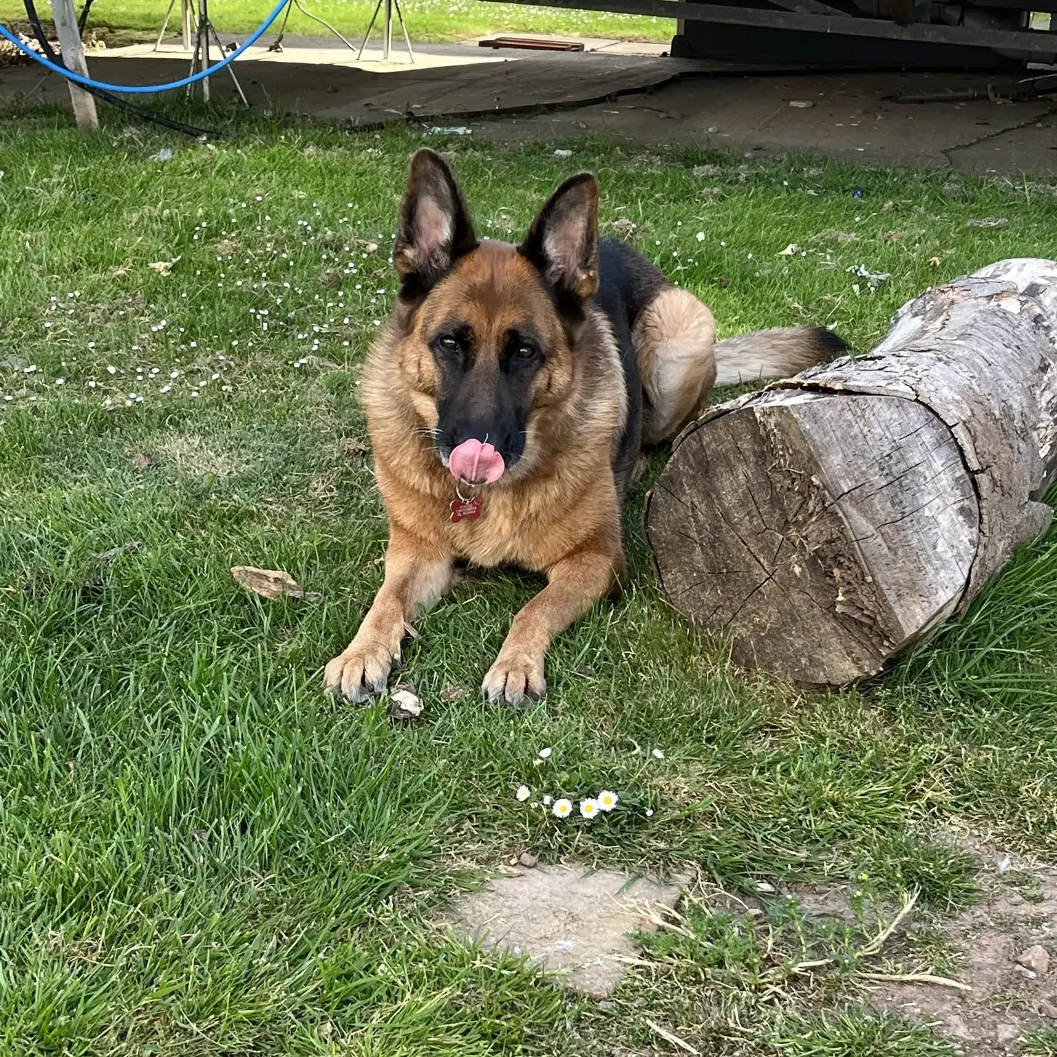 German Shepherd Dog