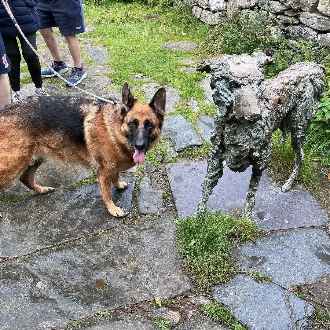 German Shepherd Dog