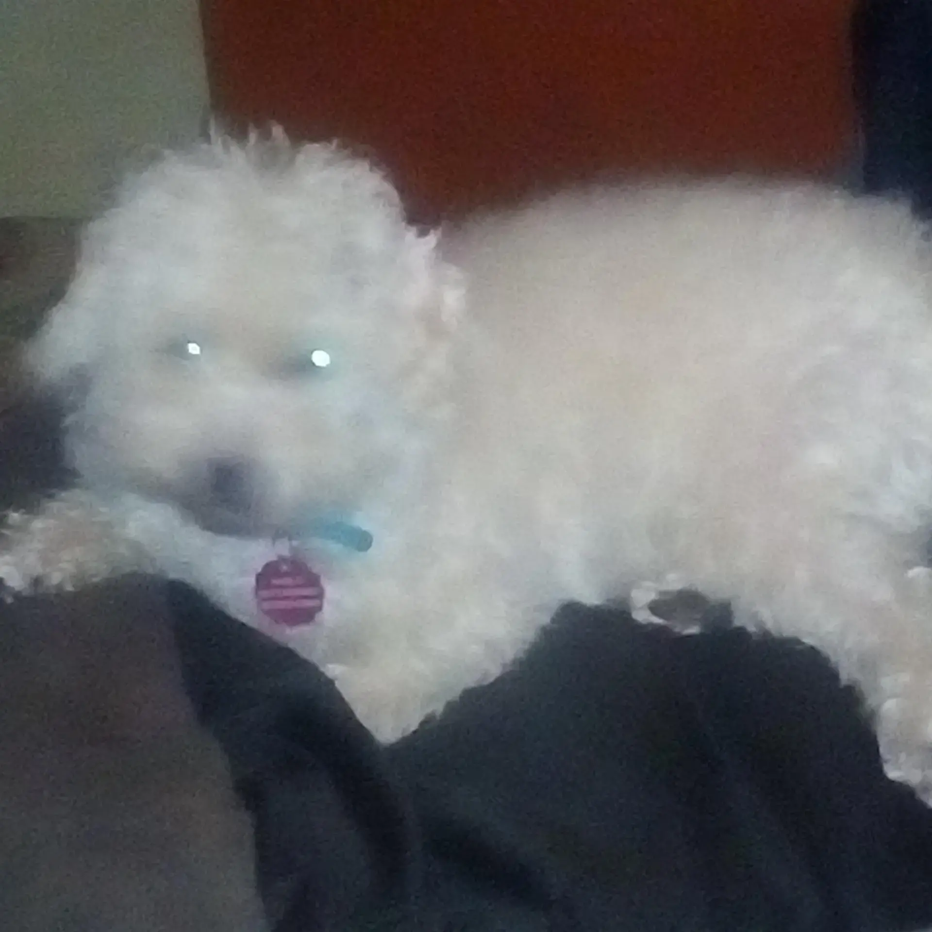 West Highland White Terrier