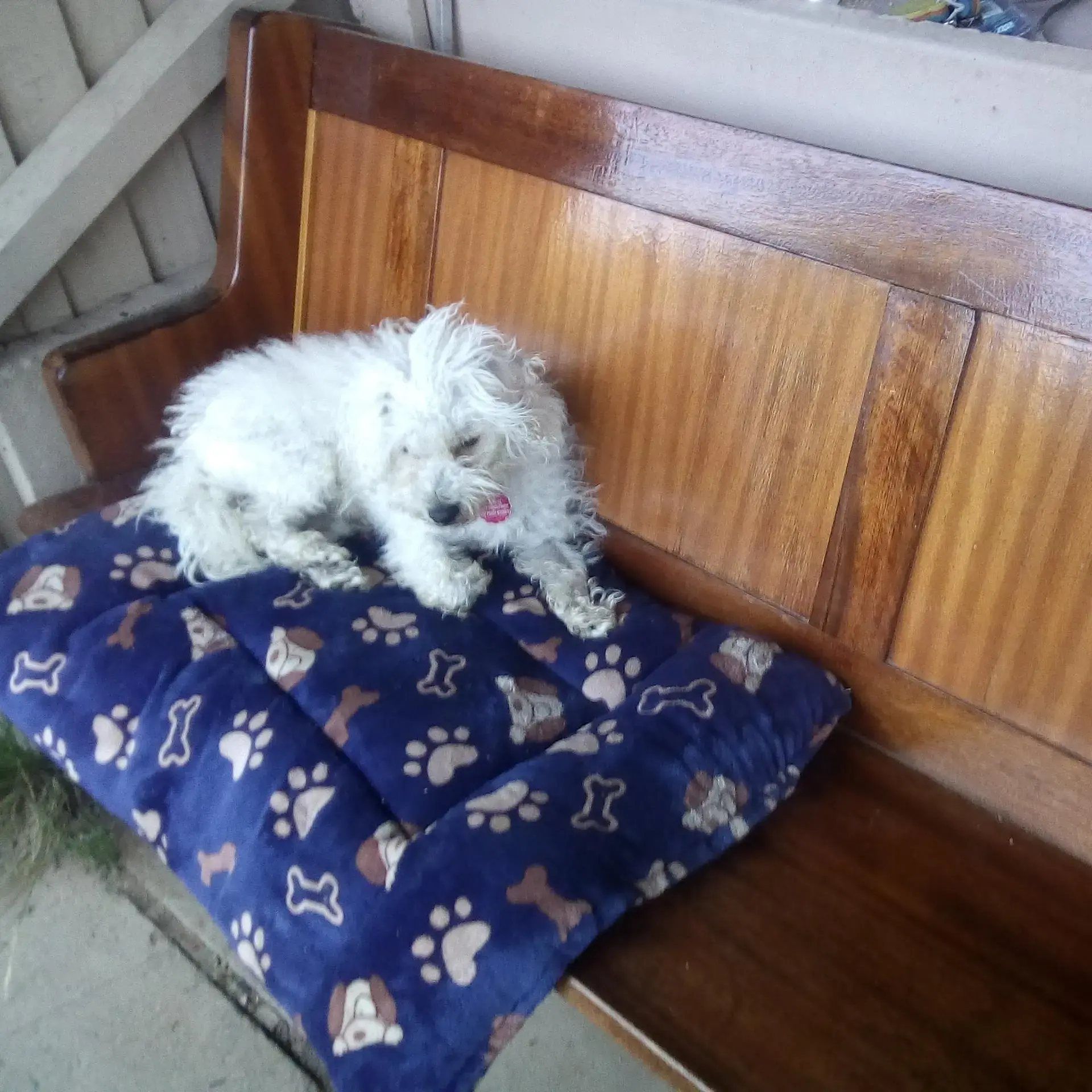 West Highland White Terrier