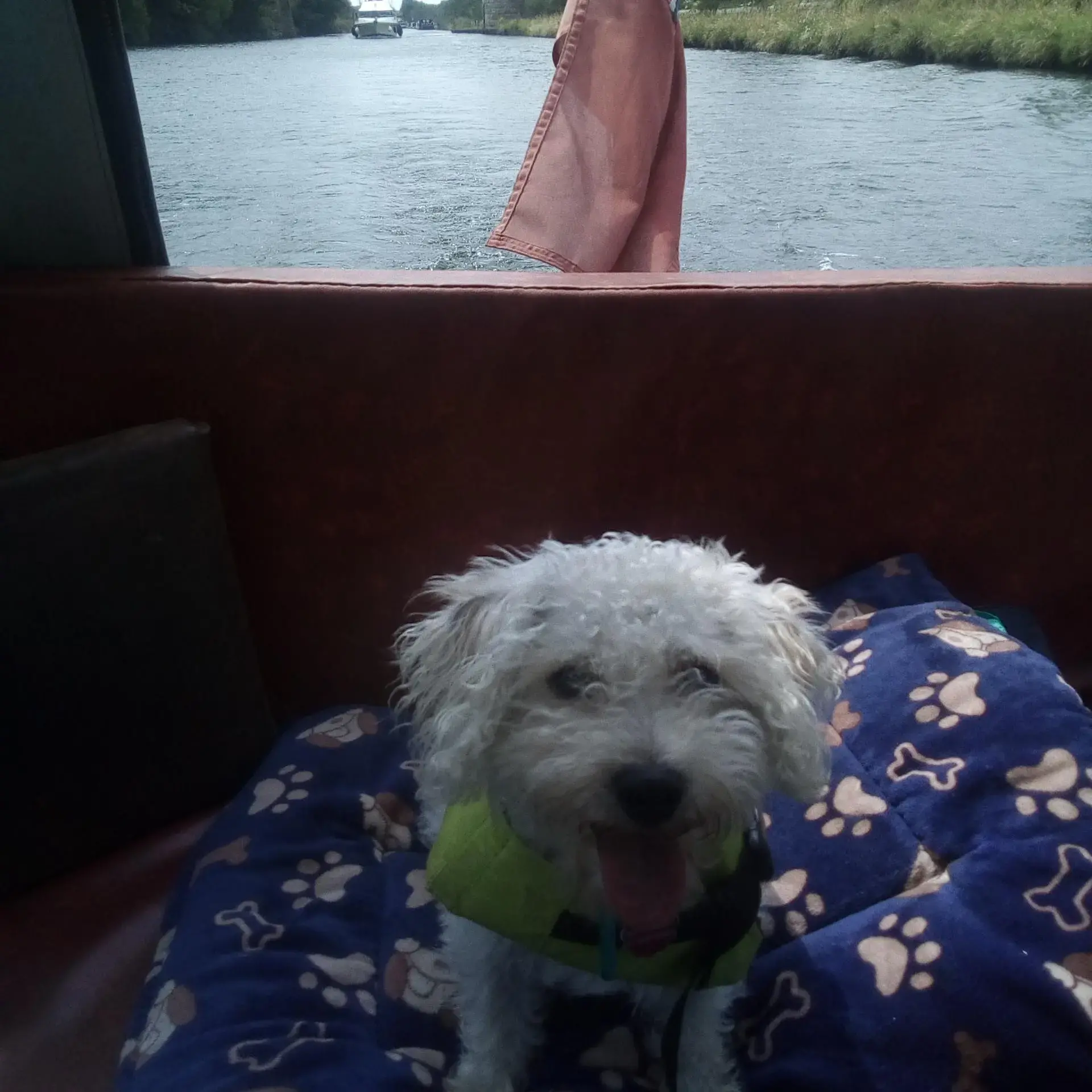 West Highland White Terrier