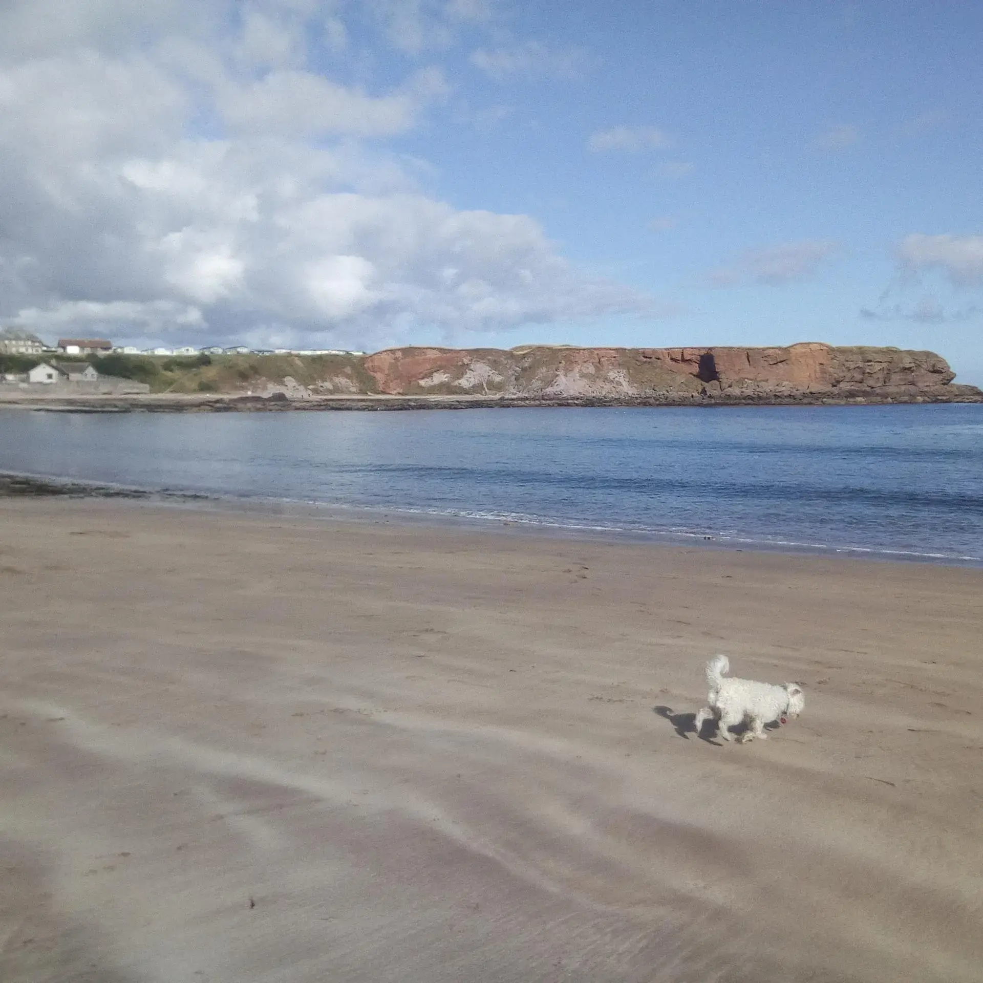 West Highland White Terrier
