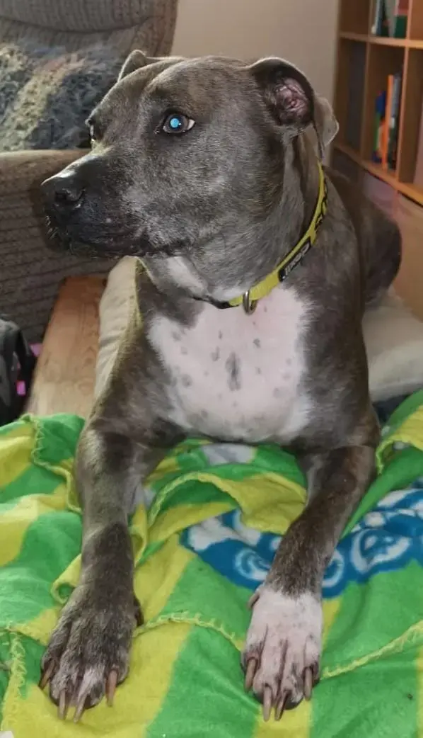 Staffordshire Bull Terrier