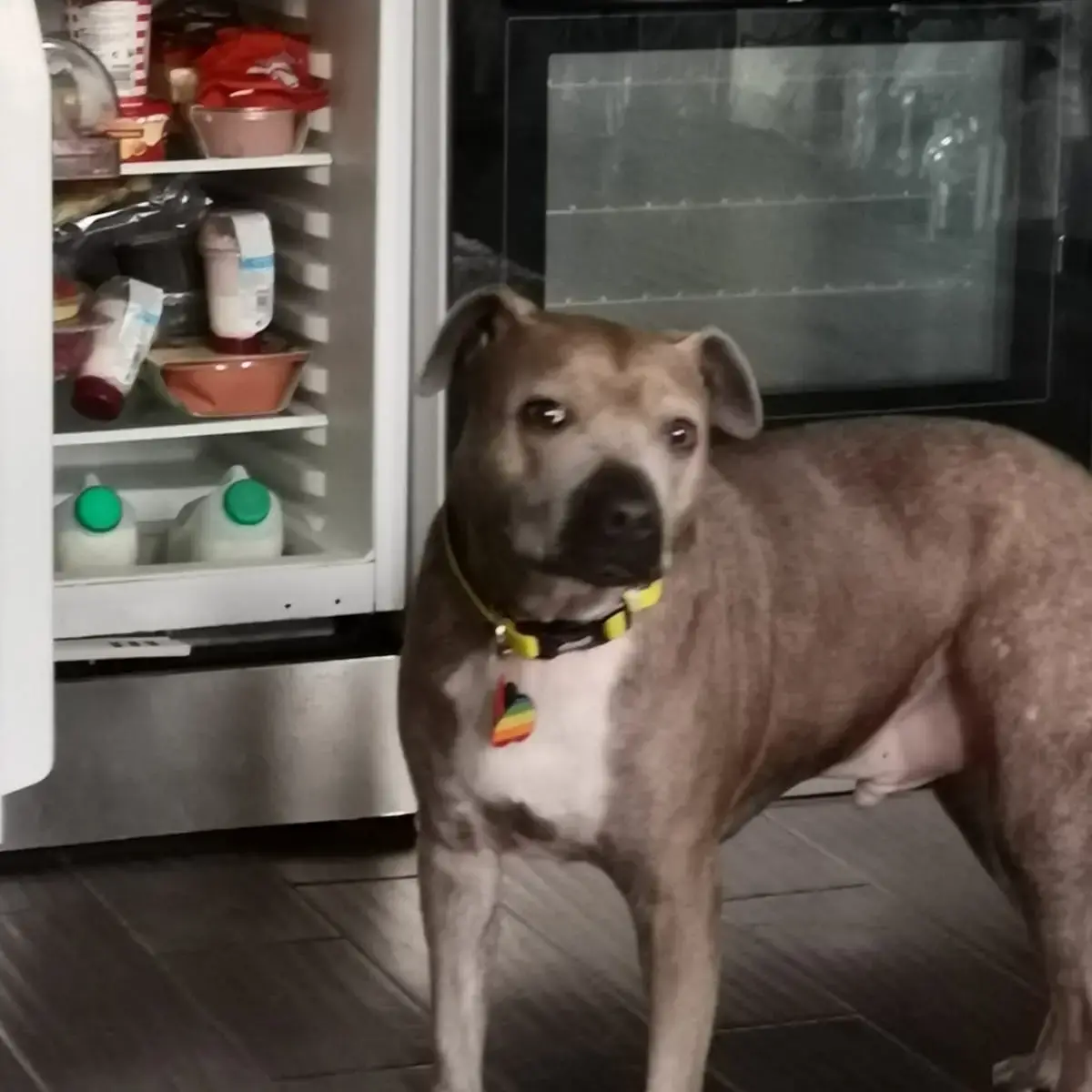 Staffordshire Bull Terrier