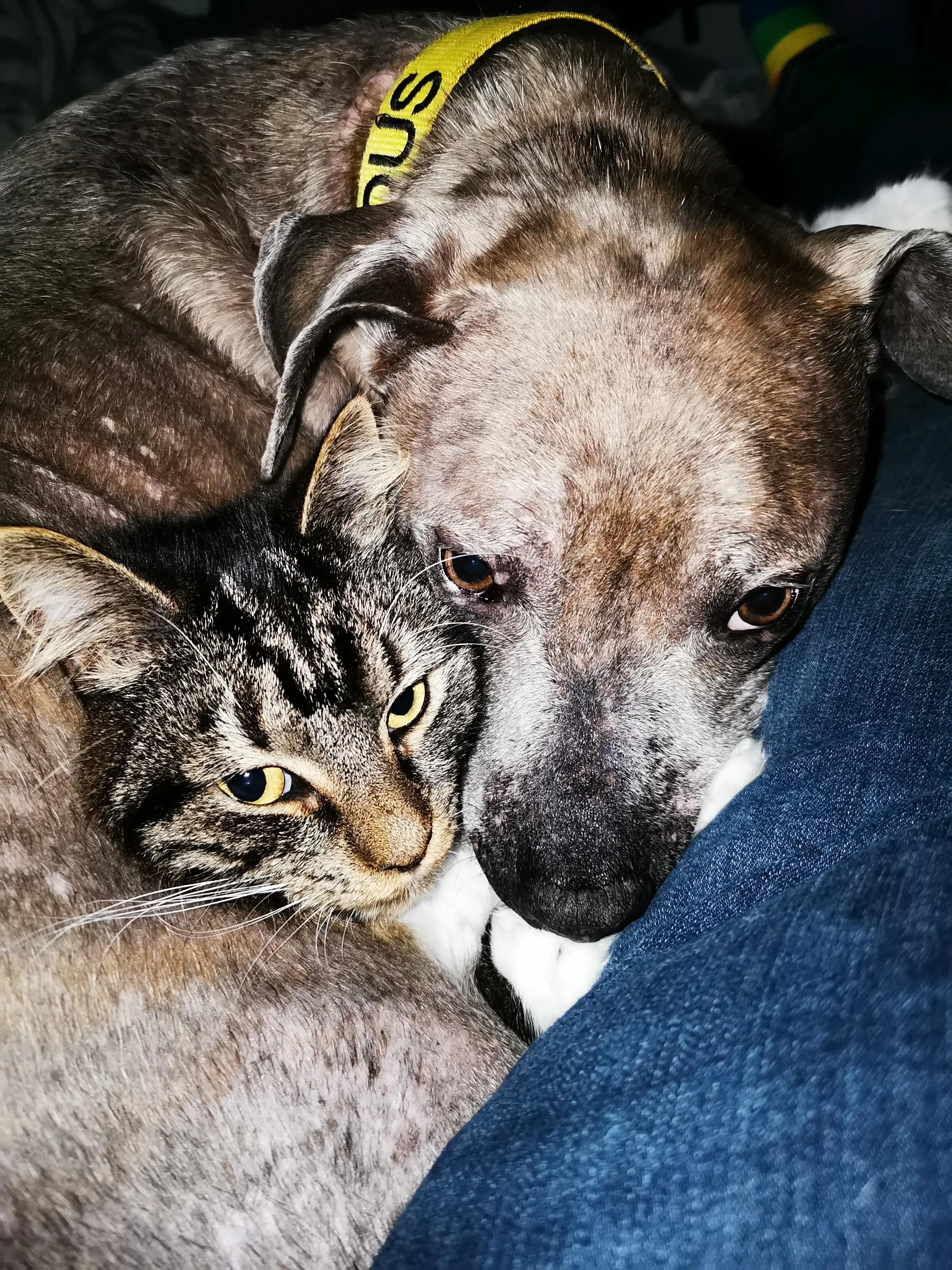 Staffordshire Bull Terrier