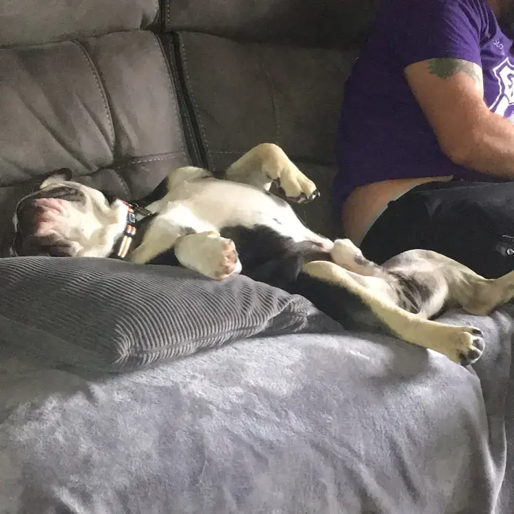 Bulldog