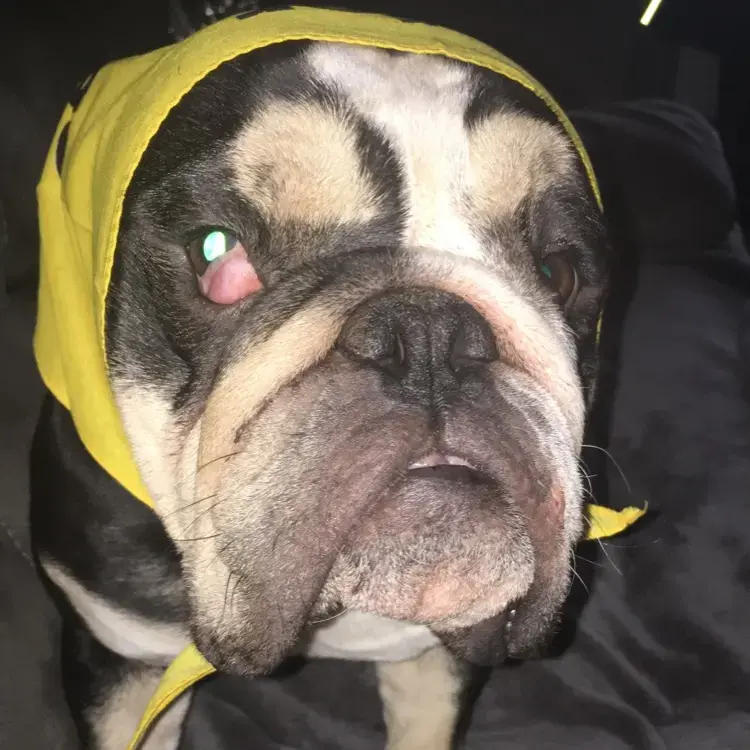 Bulldog