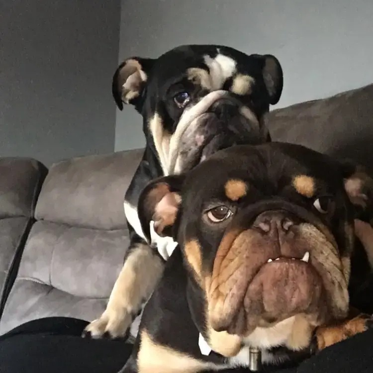 Bulldog