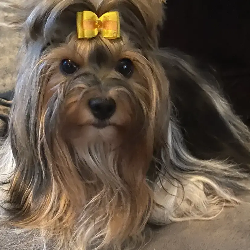 Yorkshire Terrier