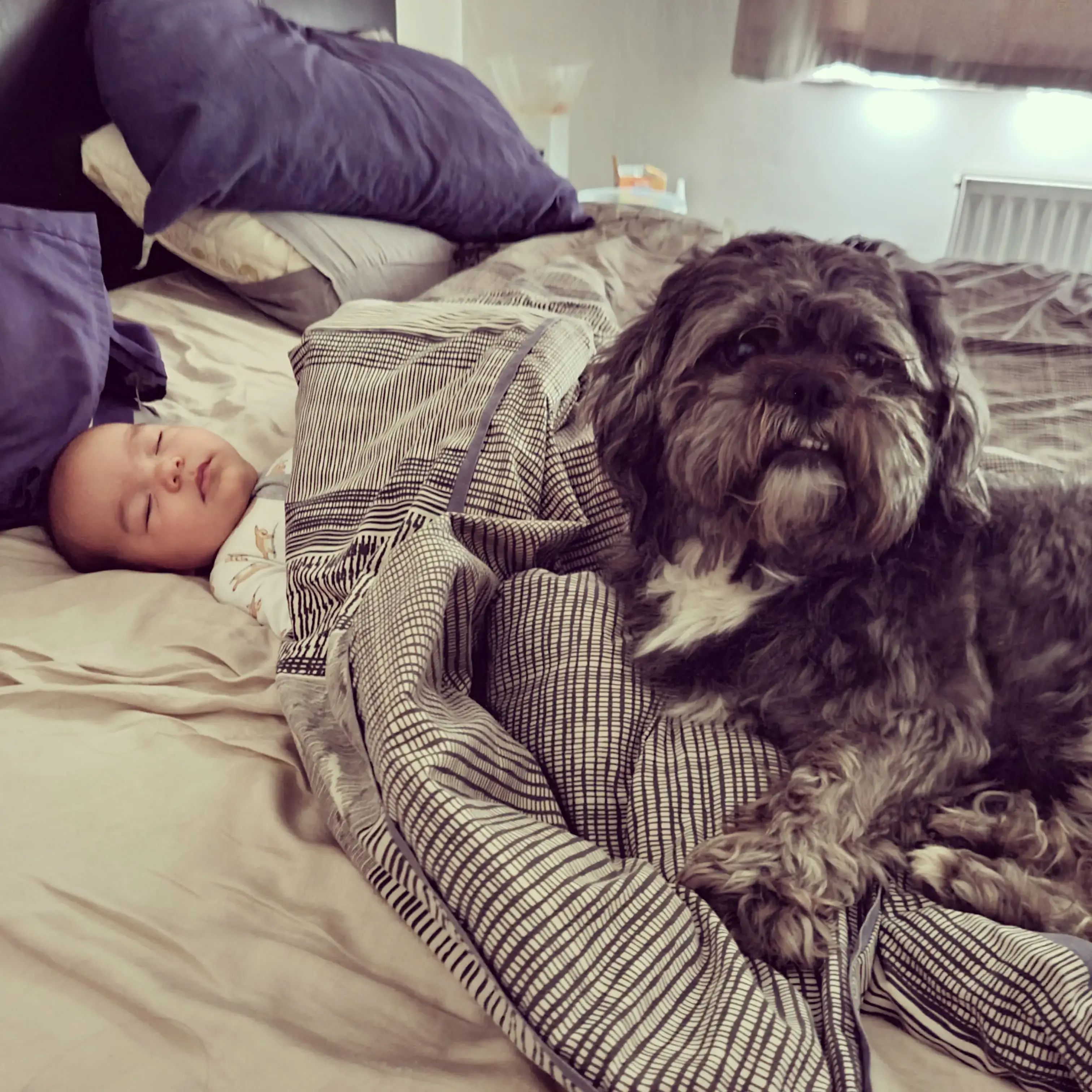 Shih Tzu