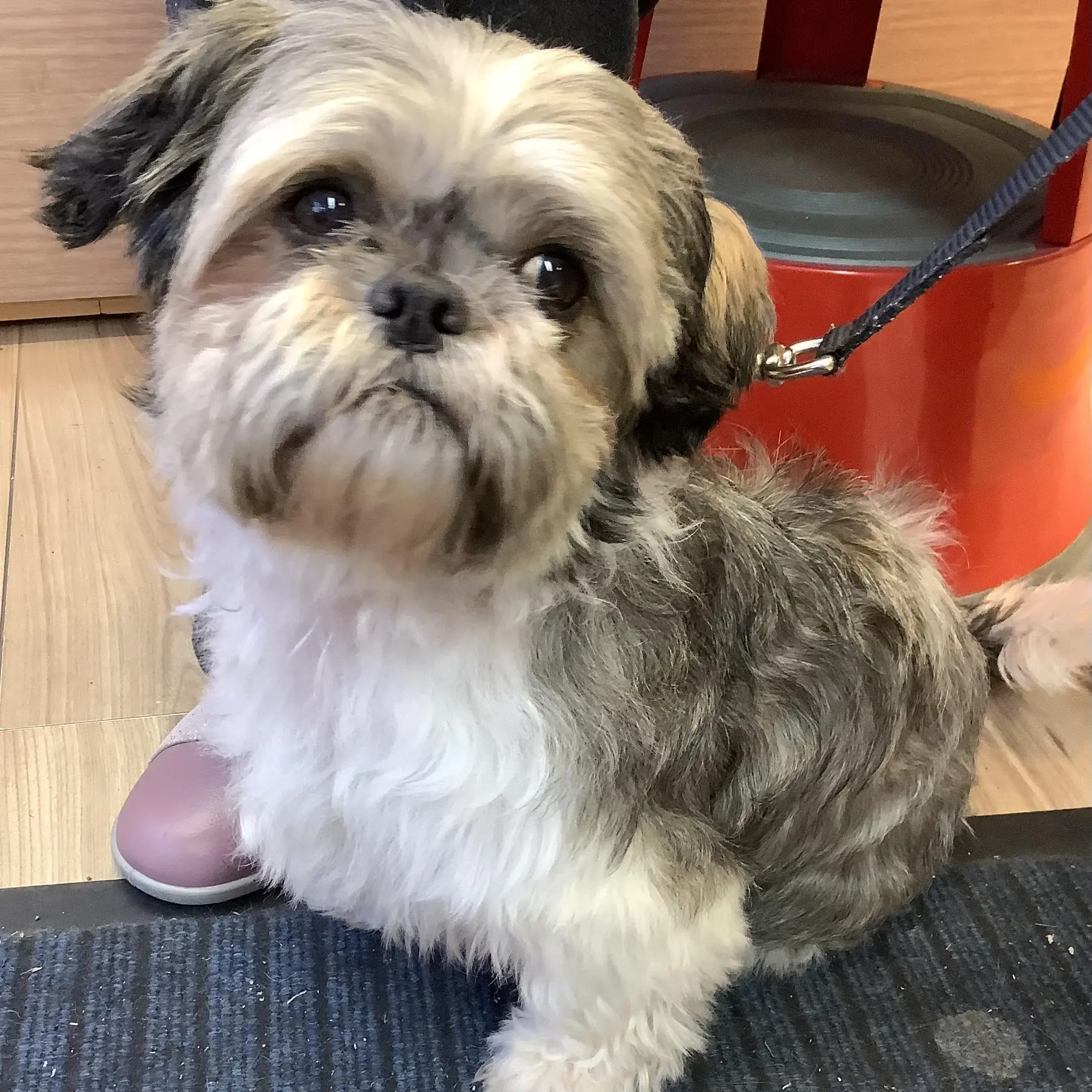 Shih Tzu