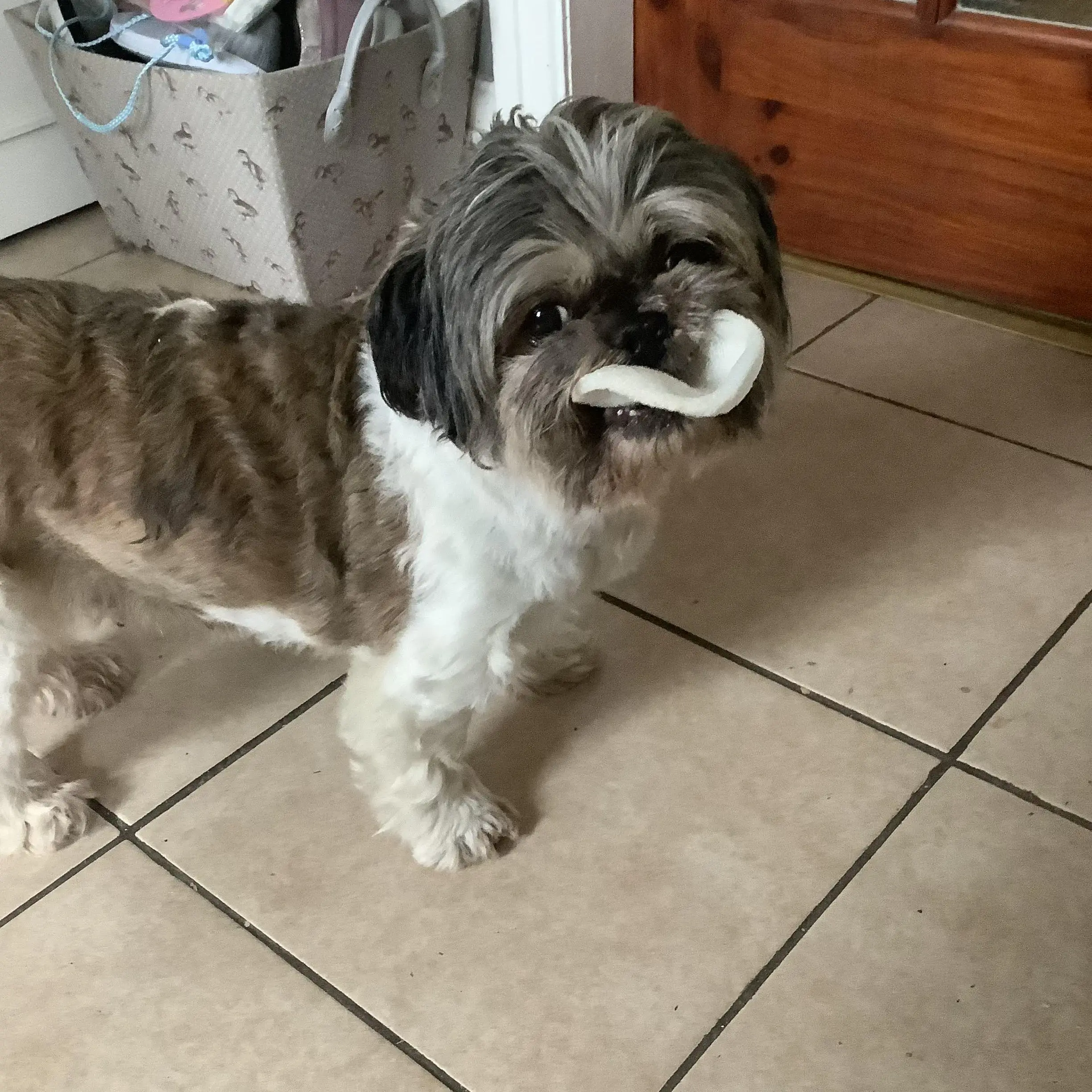 Shih Tzu