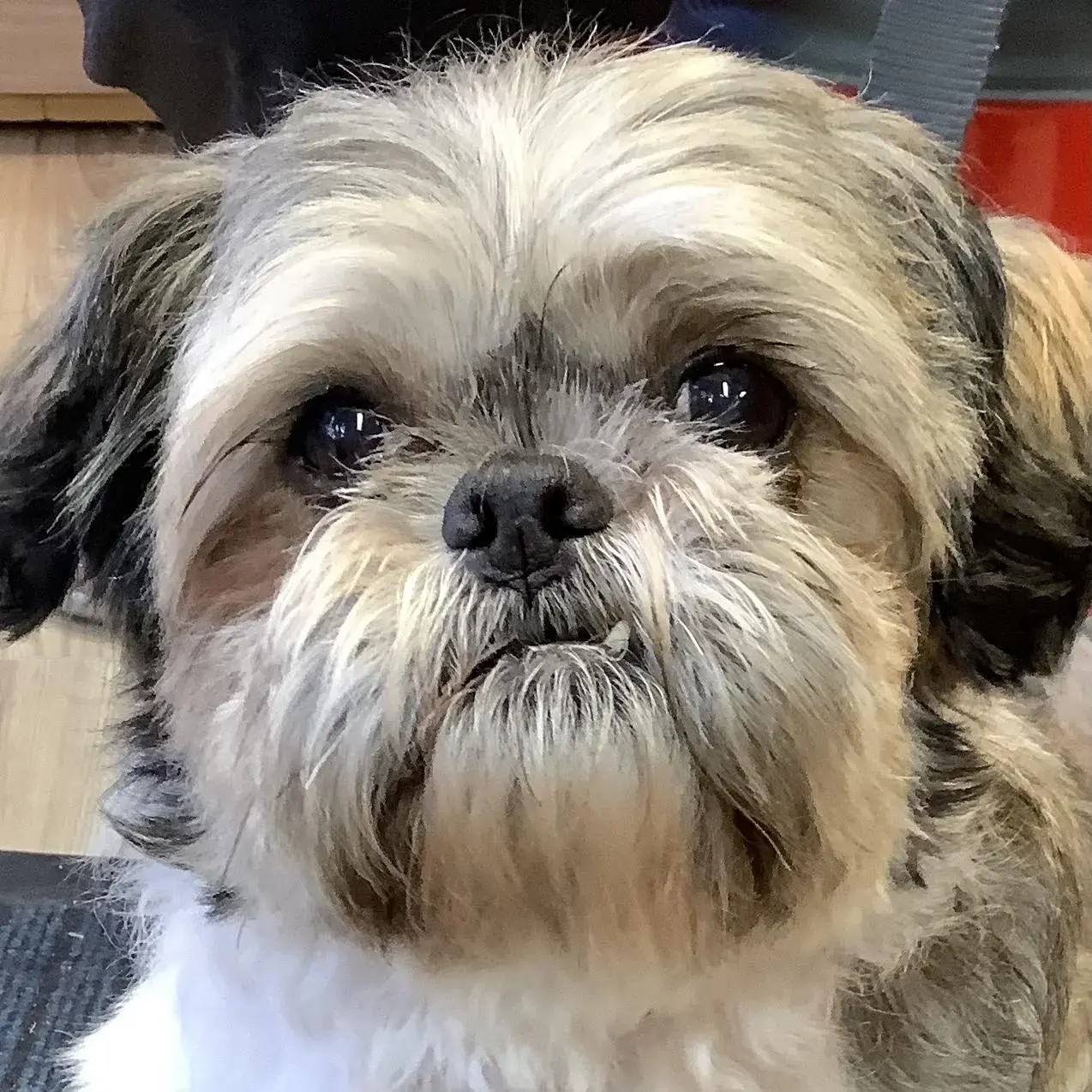 Shih Tzu