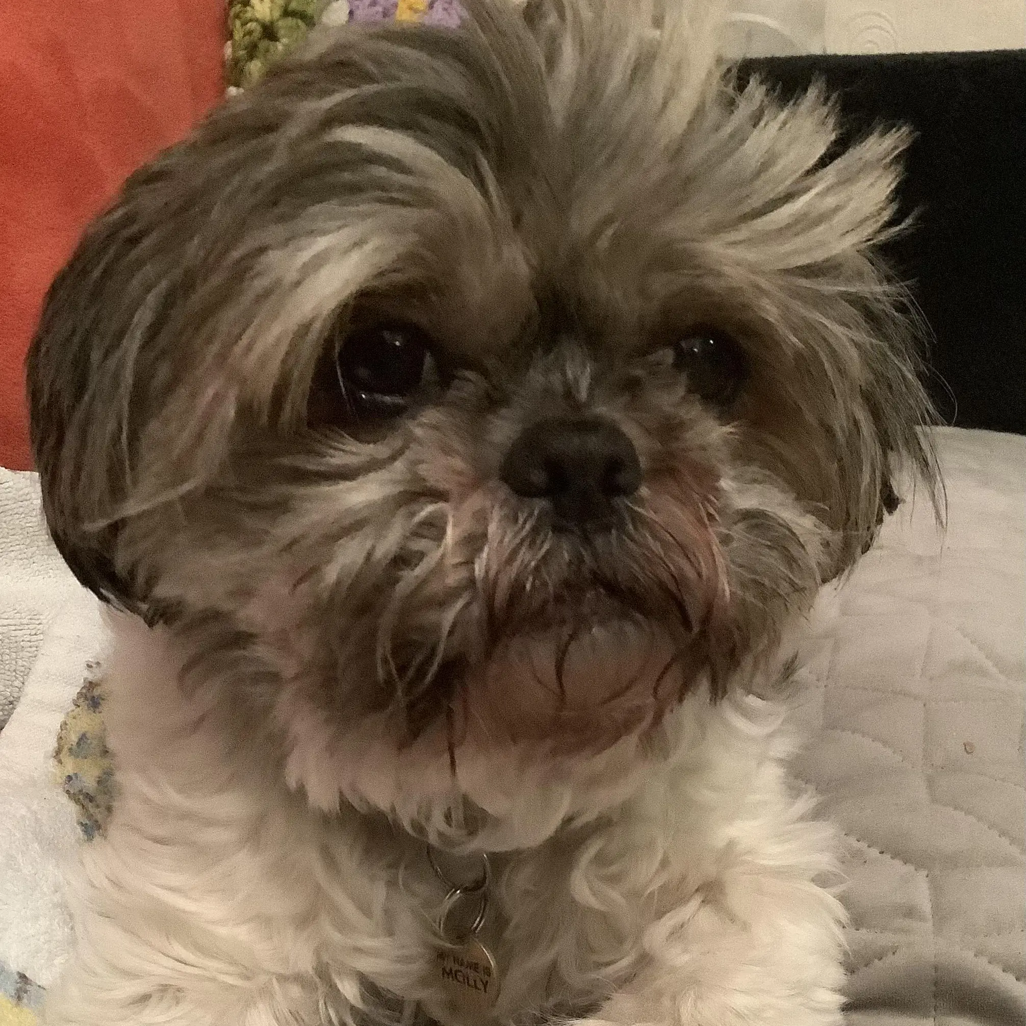 Shih Tzu