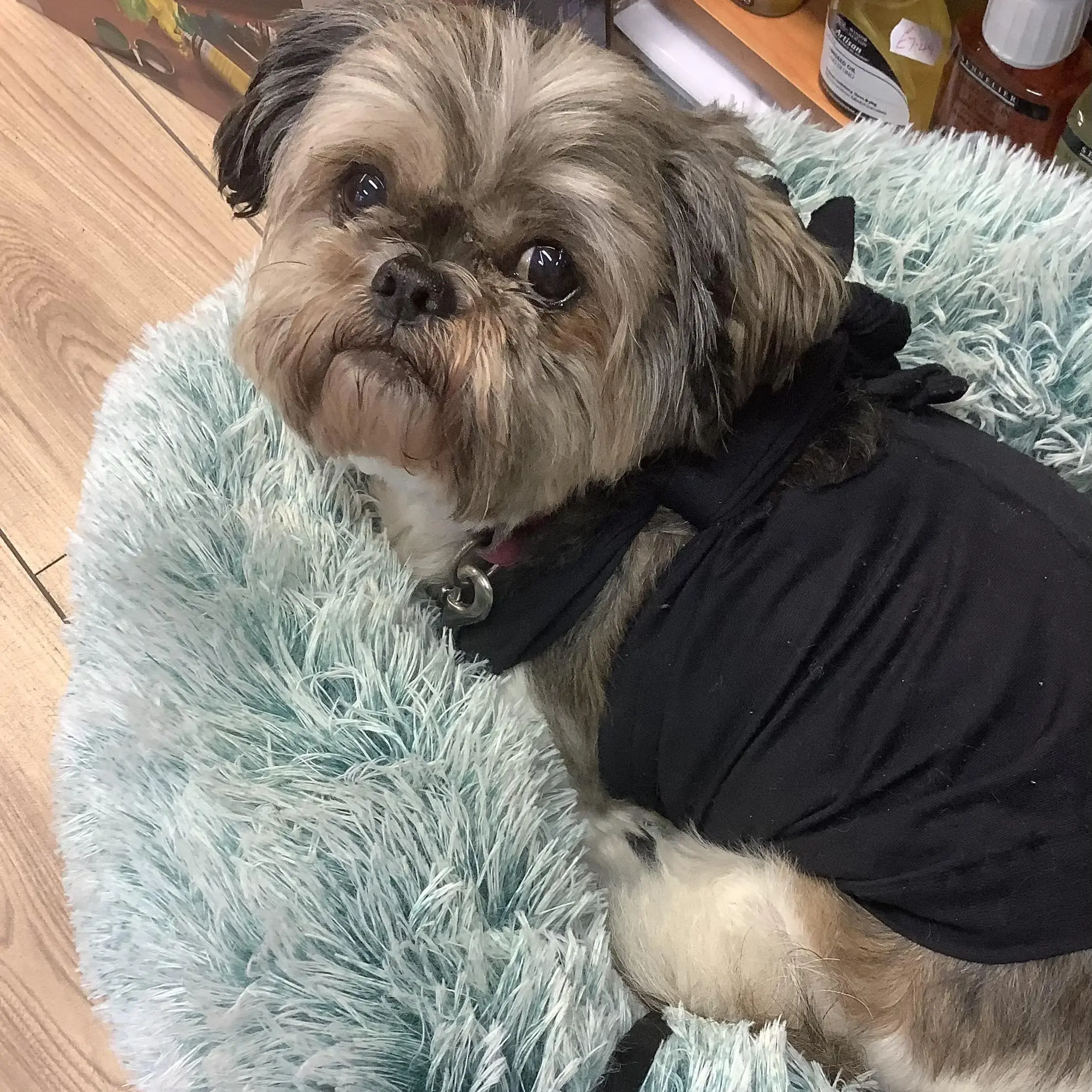 Shih Tzu