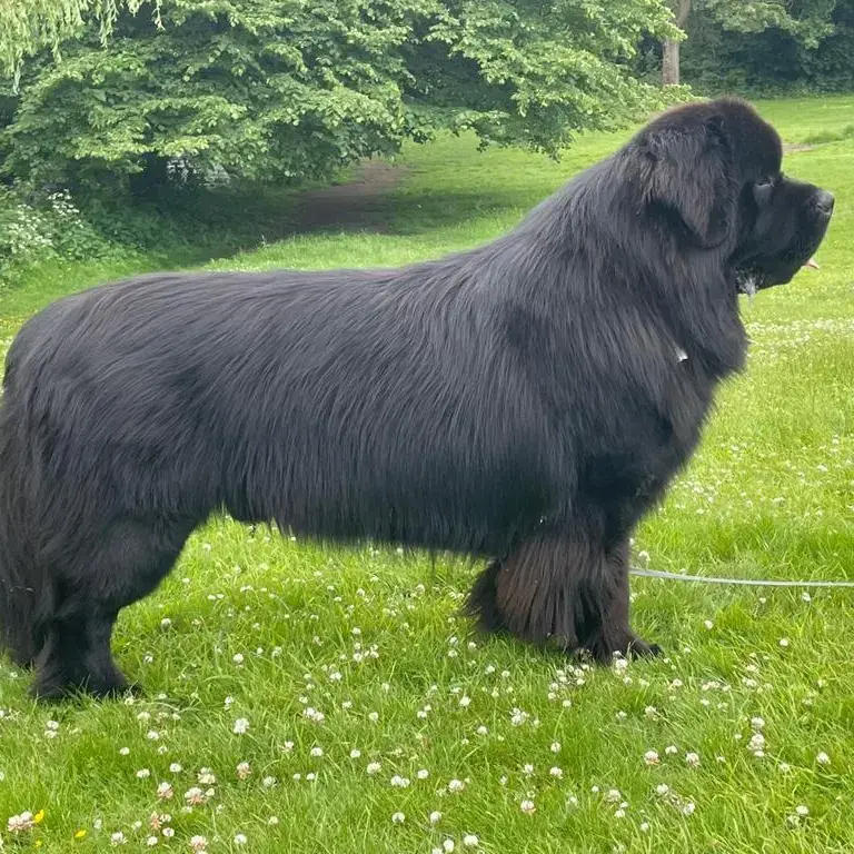 Newfoundland