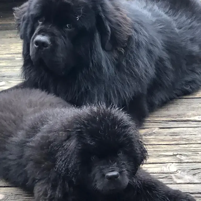 Newfoundland