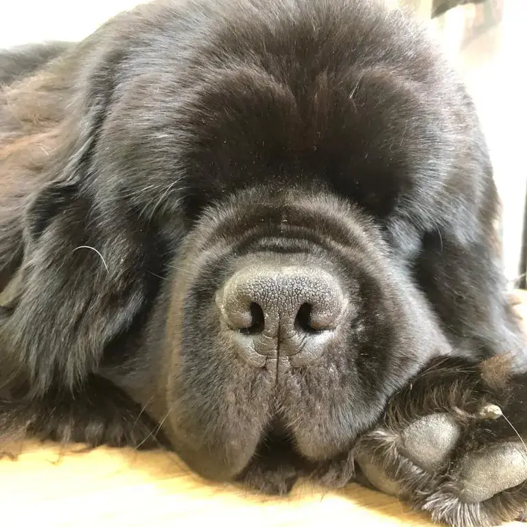 Newfoundland