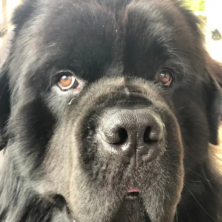 Newfoundland
