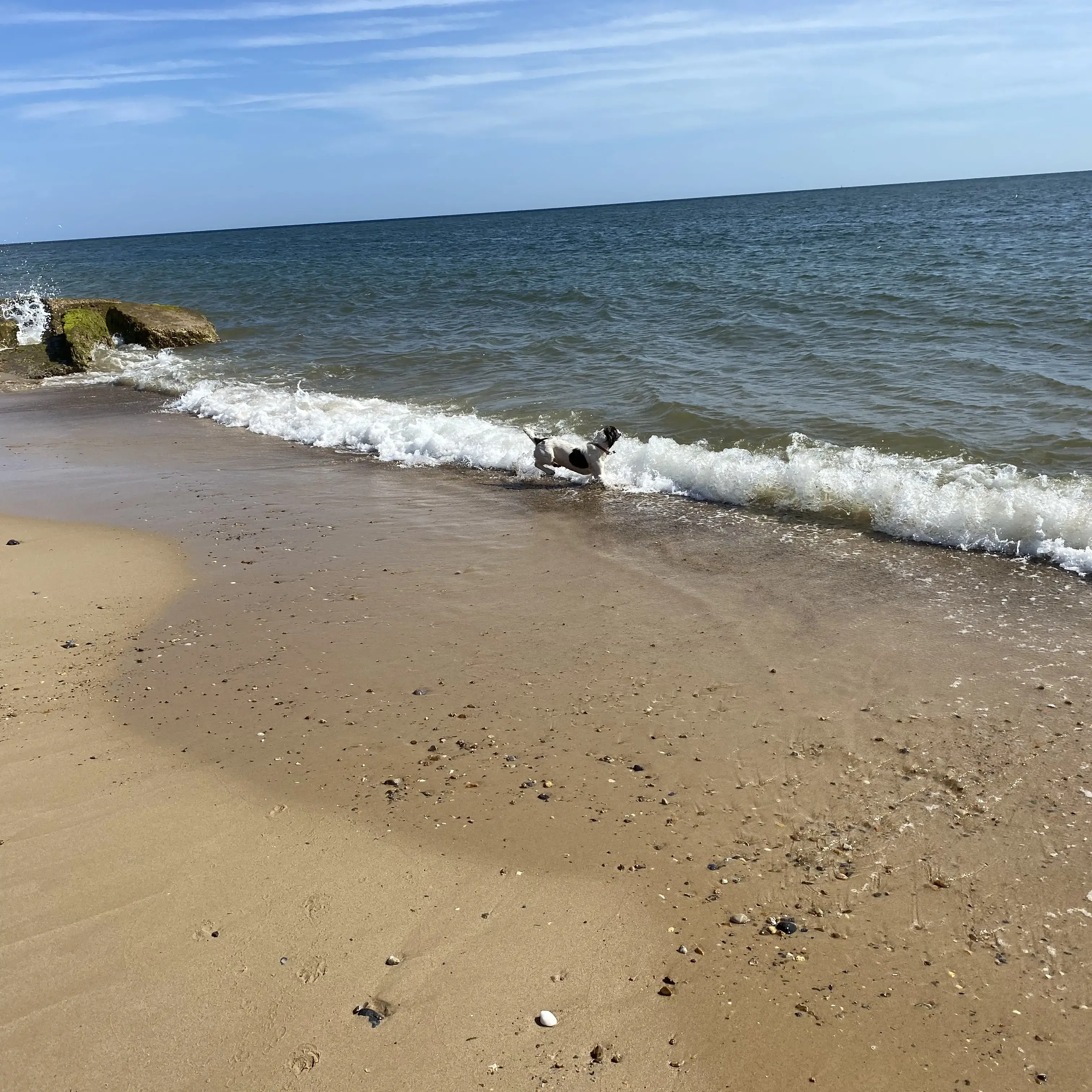 Cocker Spaniel (English)