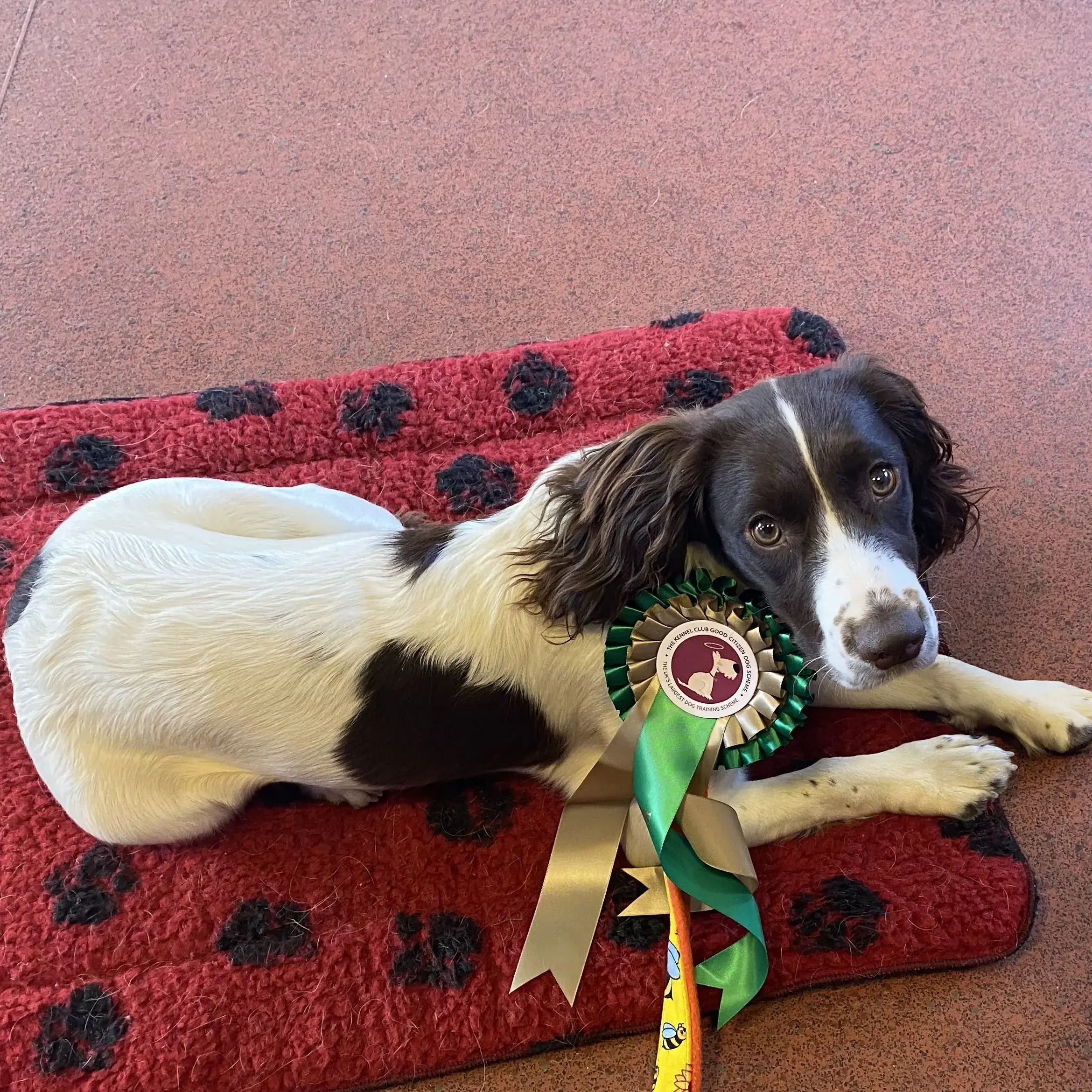Cocker Spaniel (English)