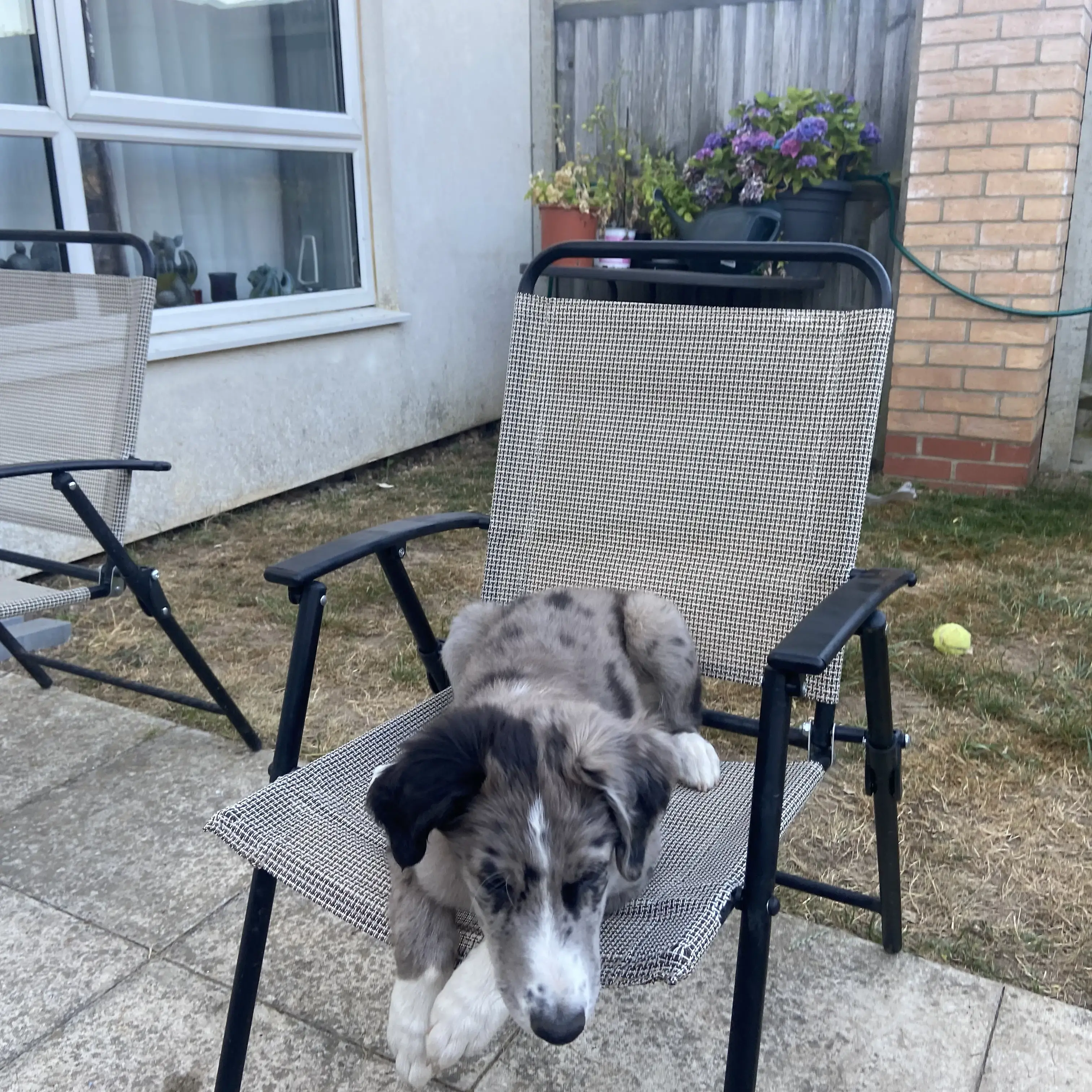 Lurcher