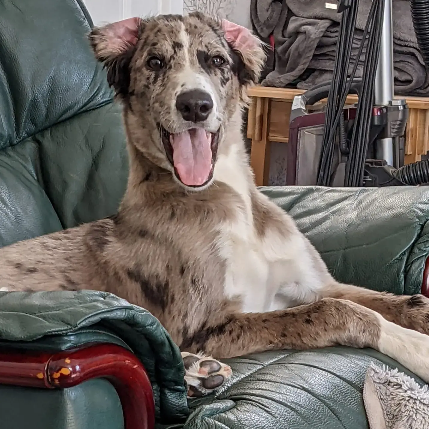 Lurcher