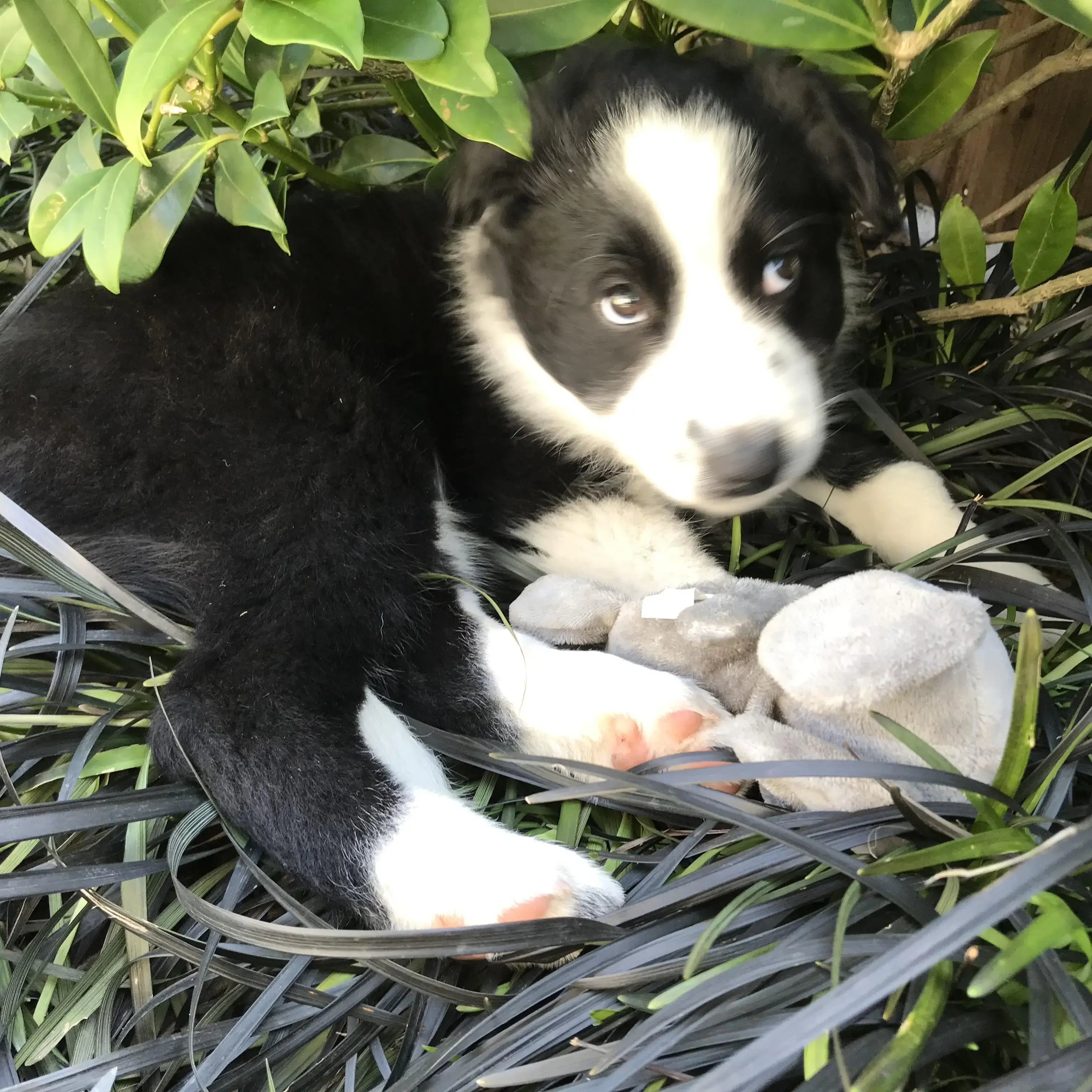 Border Collie