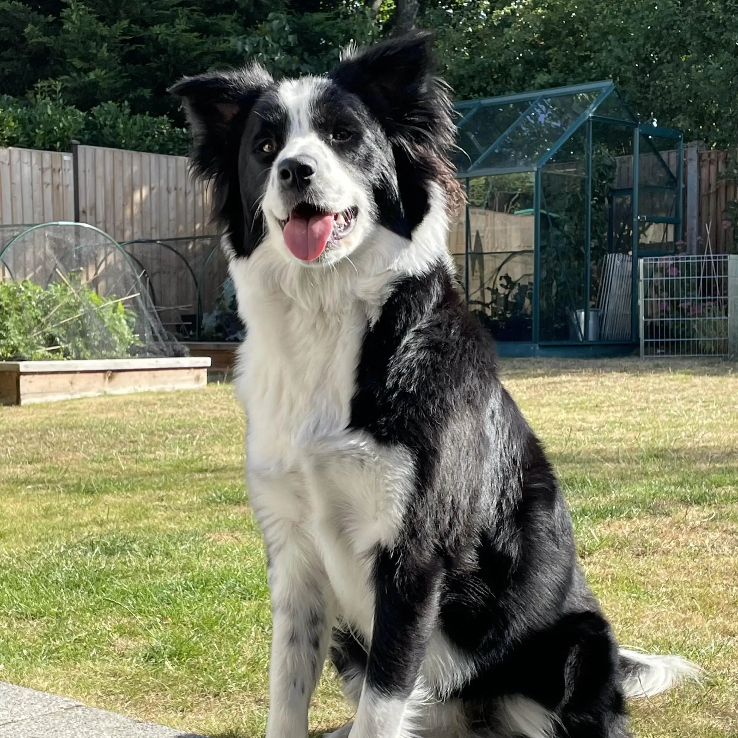Border Collie